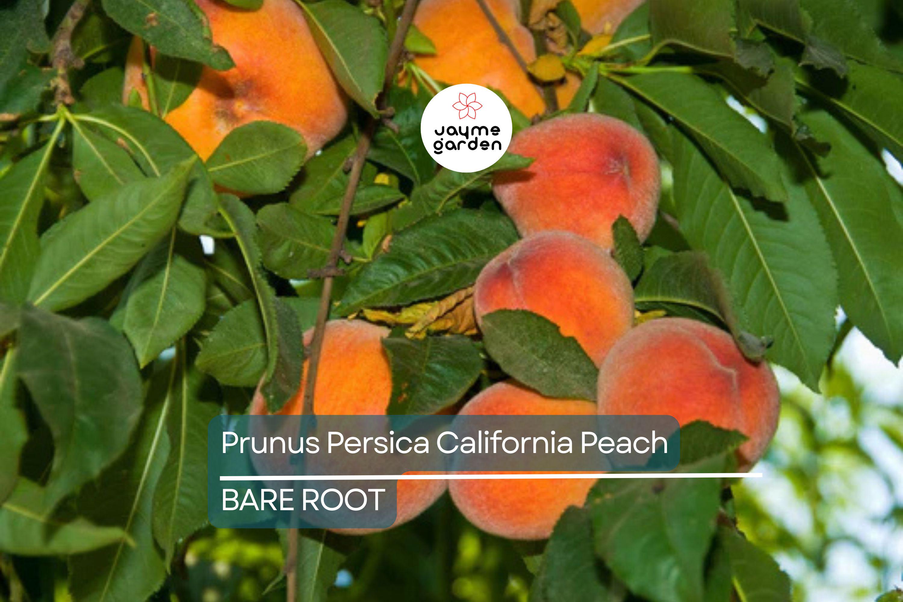 Prunus Persica California Peach Cuttings, 7 Live 6” Plants, Edible Sweet Fruit, Fast-Growing, USDA Zones 5-9, Organic