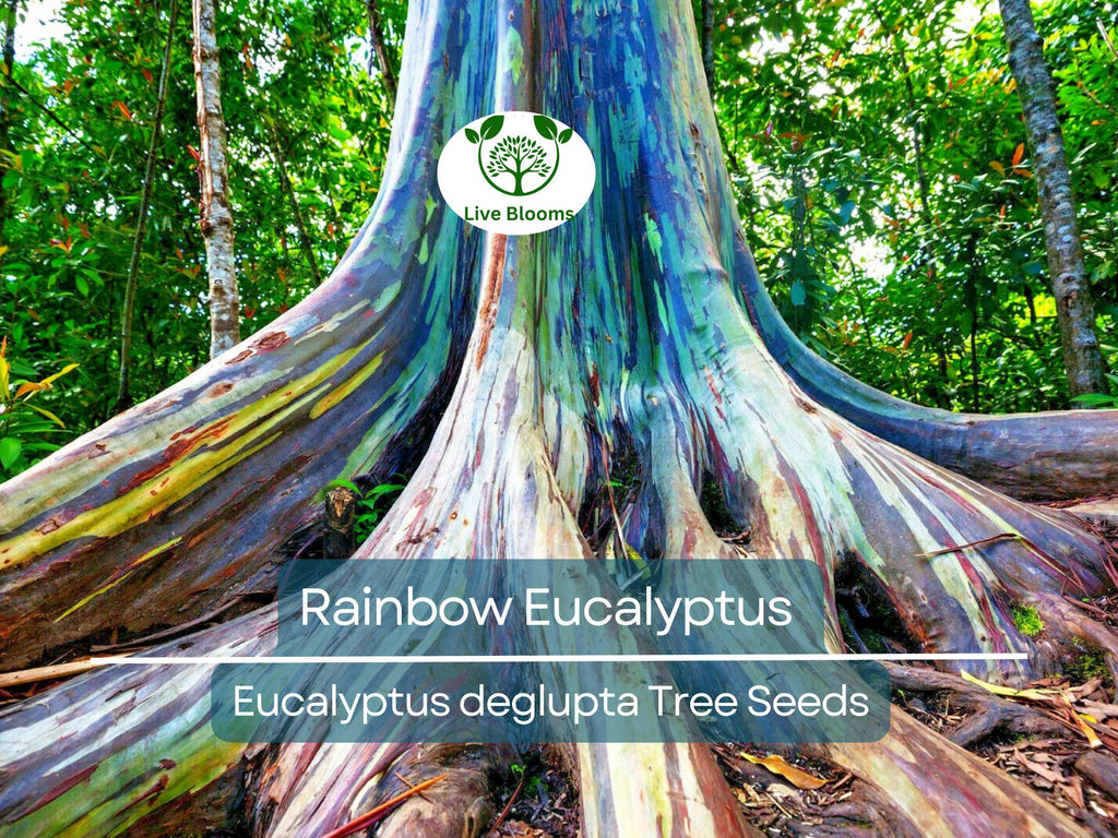 40 Rainbow Eucalyptus Seeds (Eucalyptus deglupta) - Vibrant Colorful Gum Tree, Fast-Growing, Tropical Evergreen, Unique Landscaping Plant