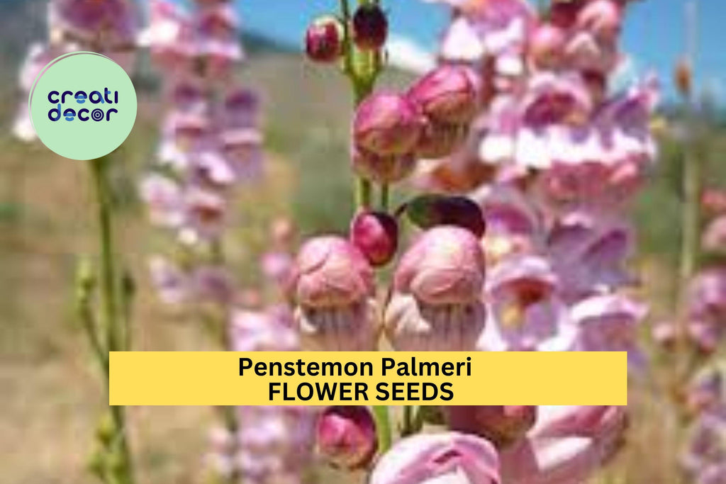 3pcs of 100mg Penstemon palmeri Seeds – Fragrant Wildflower for Dry Landscapes, Pollinator Gardens & Native Planting Seeds for Planting