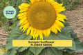 3pcs of 1g Sunspot Sunflower Seeds – Compact, Bright Yellow Blooms for Garden Beds, Containers, and Pollinator Spaces Seeds for Planting