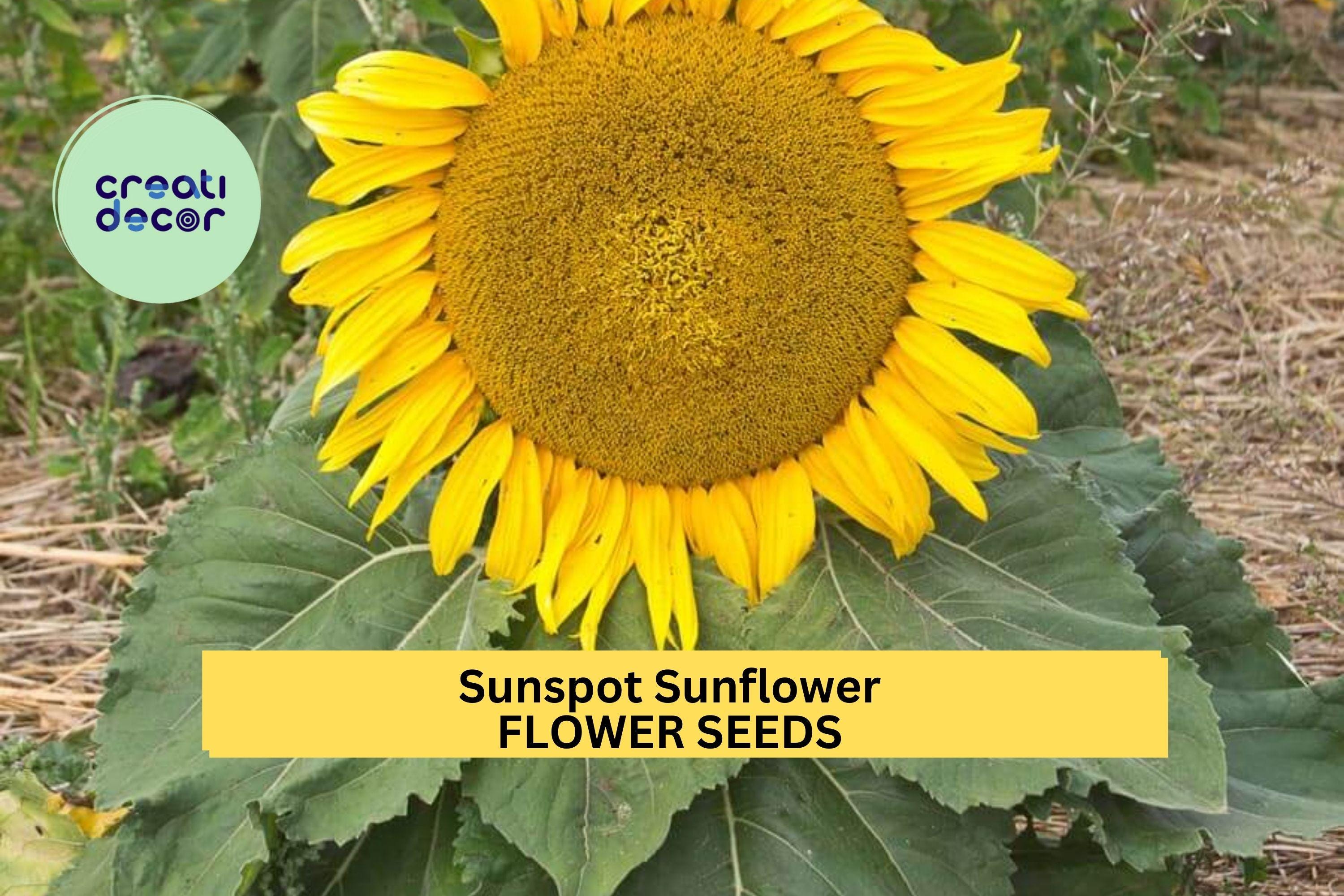 3pcs of 1g Sunspot Sunflower Seeds – Compact, Bright Yellow Blooms for Garden Beds, Containers, and Pollinator Spaces Seeds for Planting