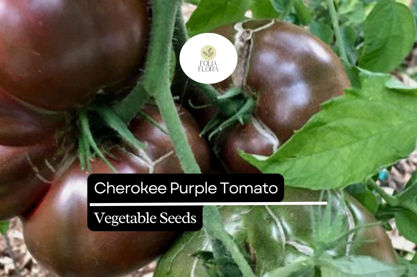30 Seeds Cherokee Purple Tomato (Solanum lycopersicum) - Heirloom Tomato with Rich Flavor, Perfect for Slicing and Salads