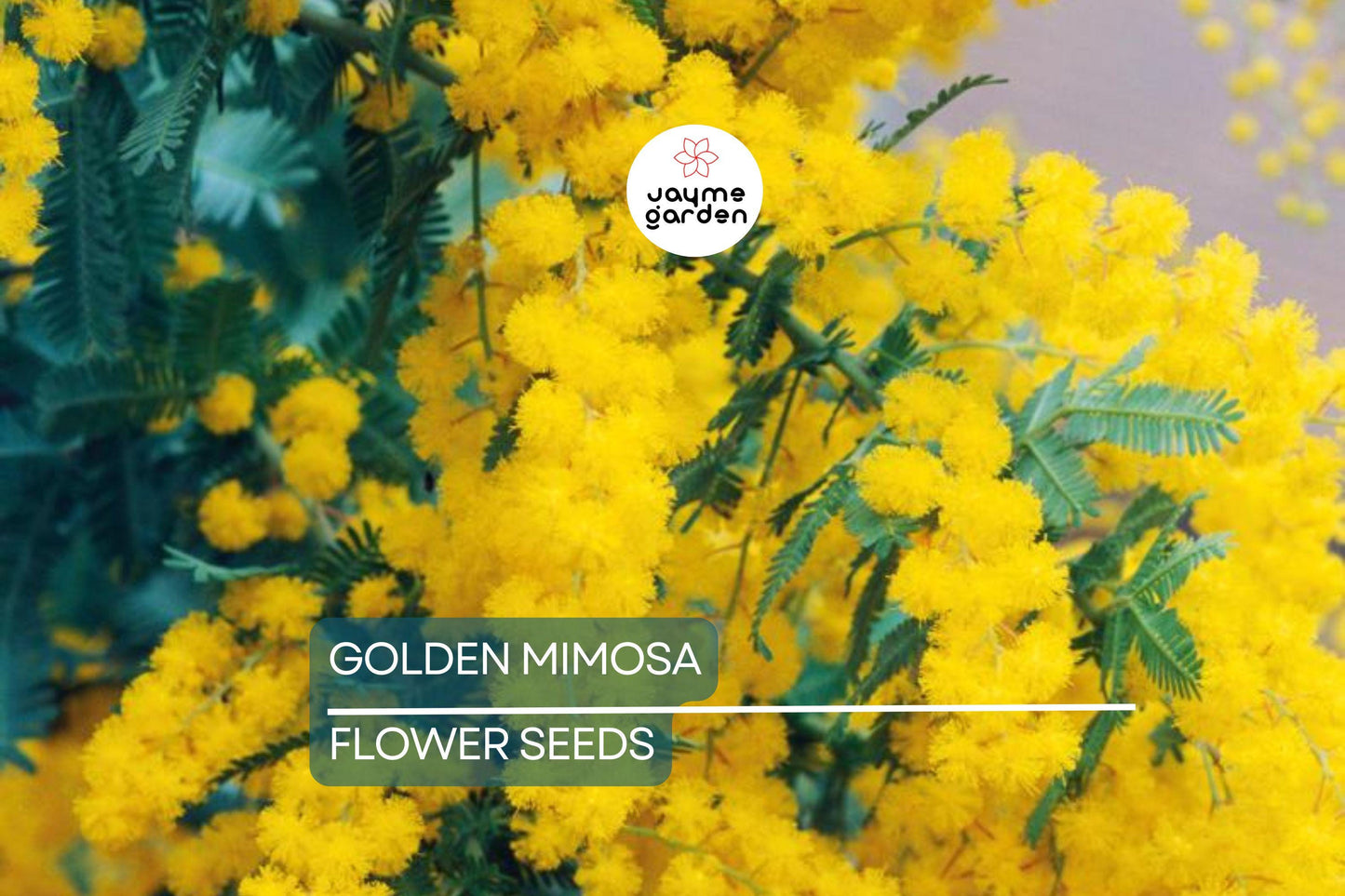 10 Golden Mimosa Tree Seeds (Acacia baileyana) - Fast Growing Yellow Wattle Flower, 25ft Tall