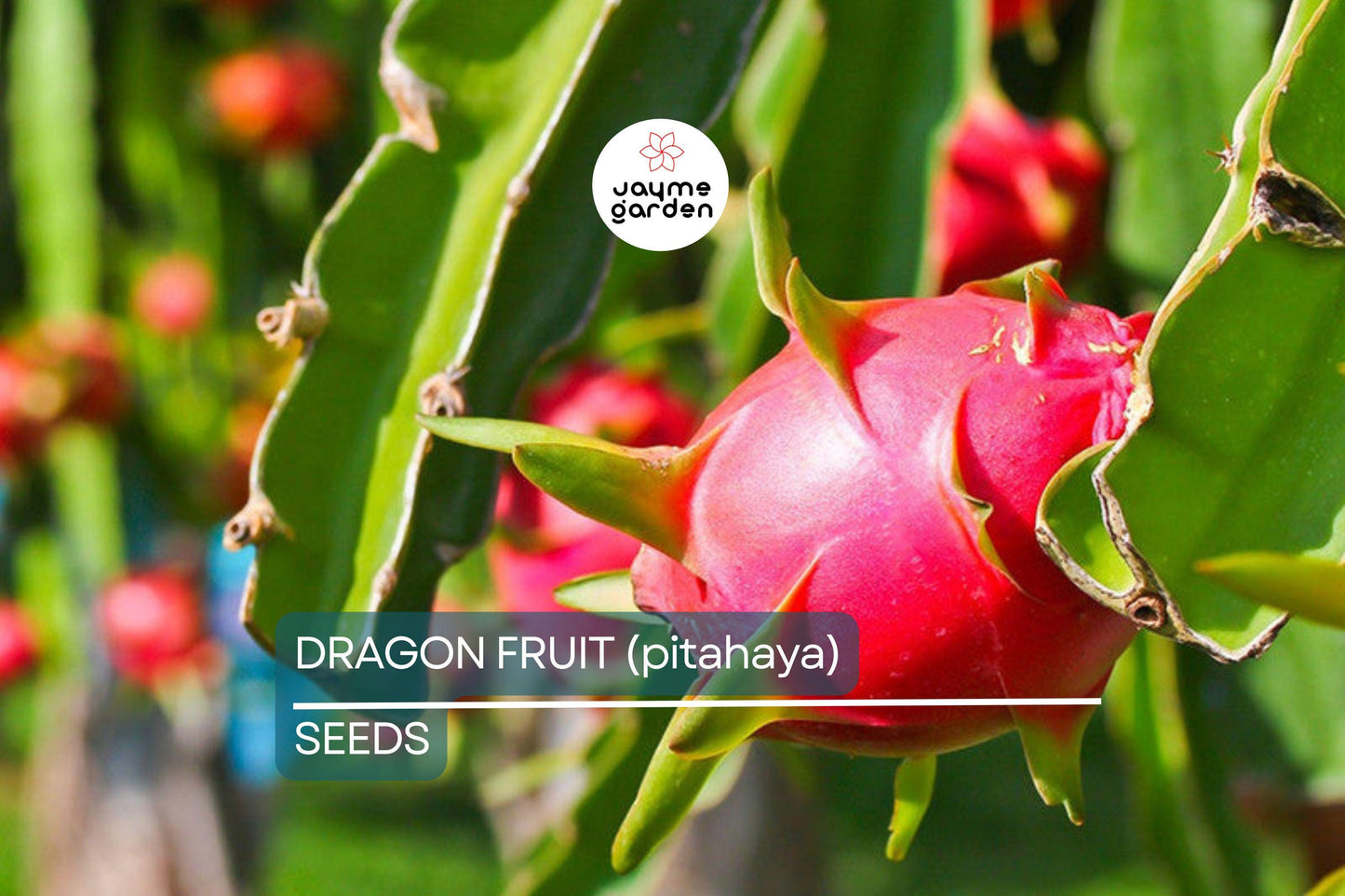 25 Seeds White Dragon Fruit Plant | Pitahaya (Hylocereus Undatus) | Edible Cactus Pitaya Plant for Indoor & Outdoor Gardens