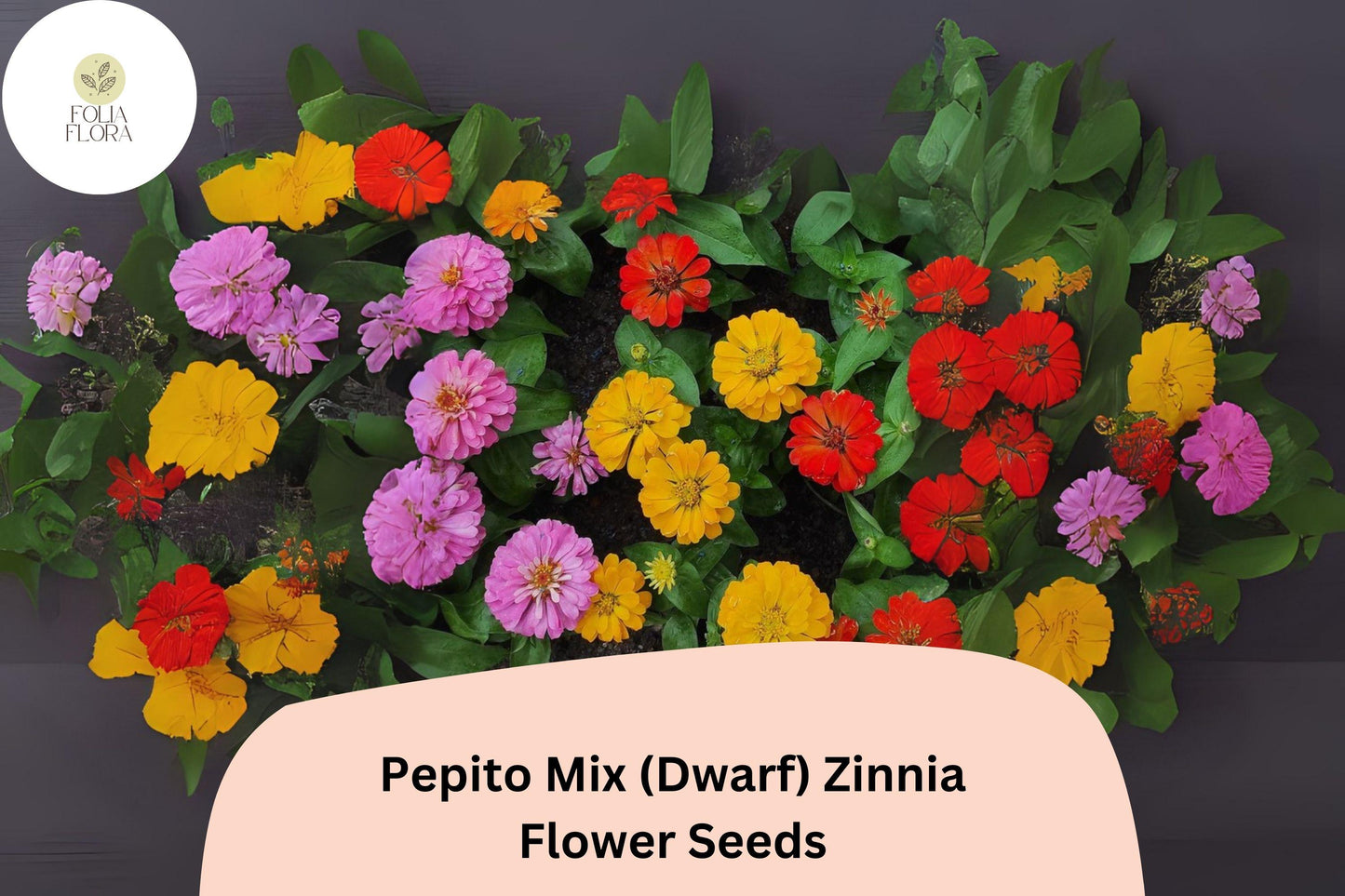 100+ Pepito Mix Zinnia Seeds – Dwarf Garden Blooms for Borders, Pots & Containers, Easy Annual Flowers