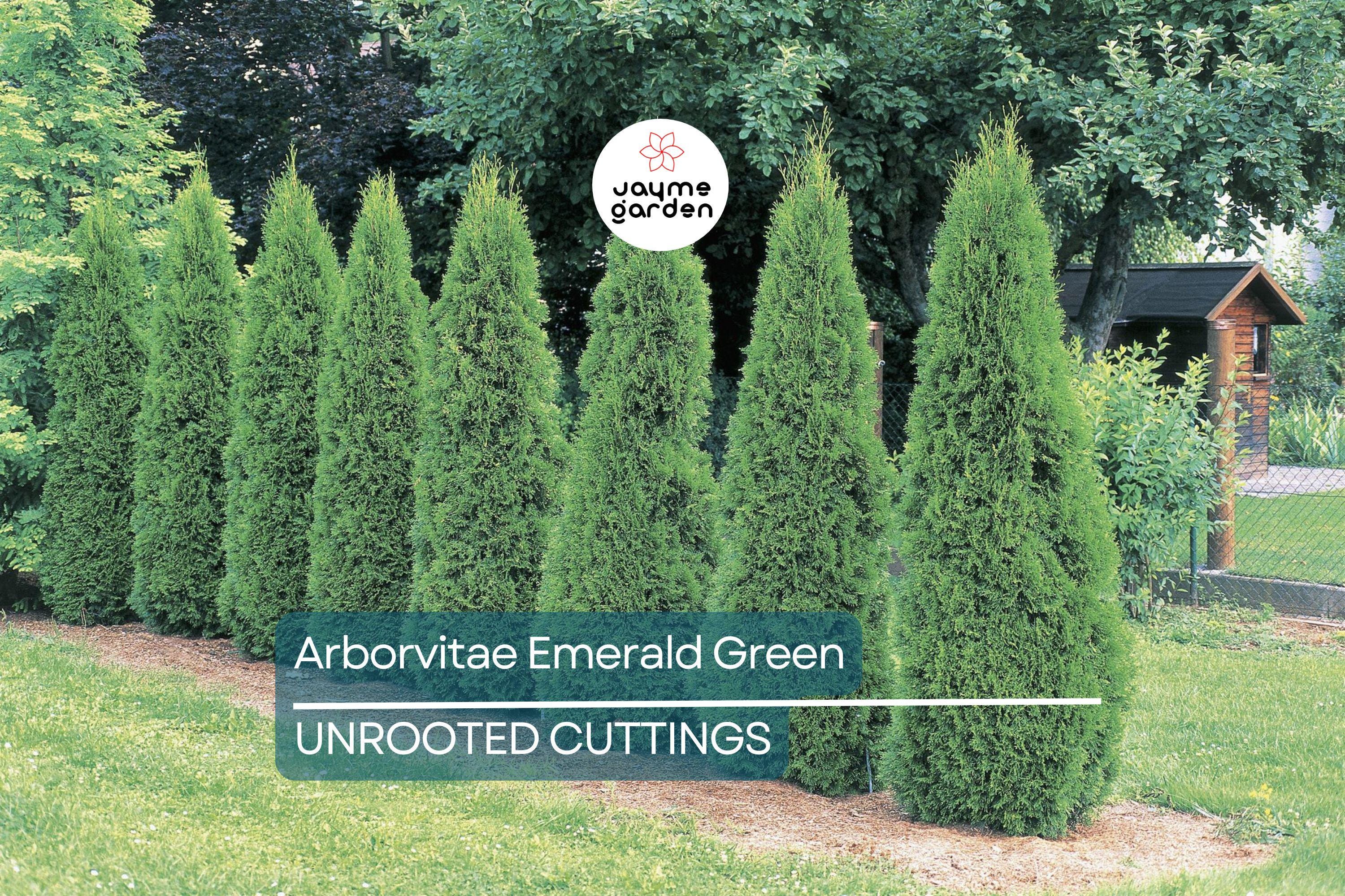 Arborvitae Emerald Green Thuja Emerald Shrub - 10 Fresh Cuttings (10-15 cm) for Rooting