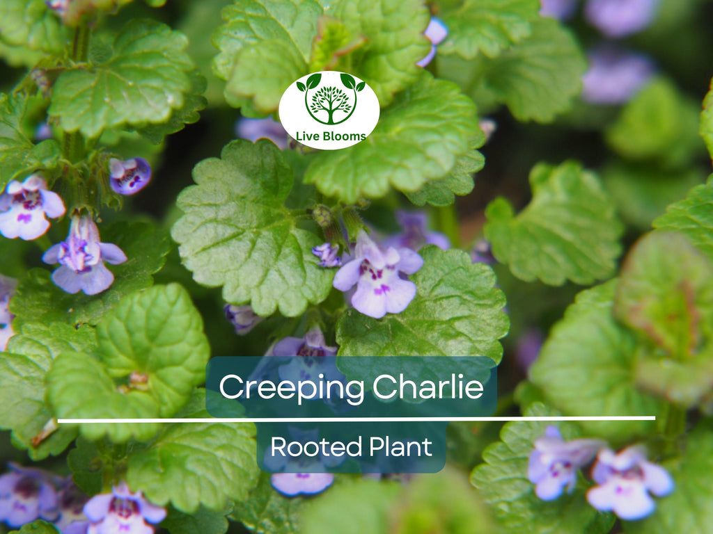 1 Creeping Charlie Friendship Plant - Live Plant, Pilea Nummulariifolia, Ground Cover, Easy Care, Indoor Outdoor, Unique Trailing Vine