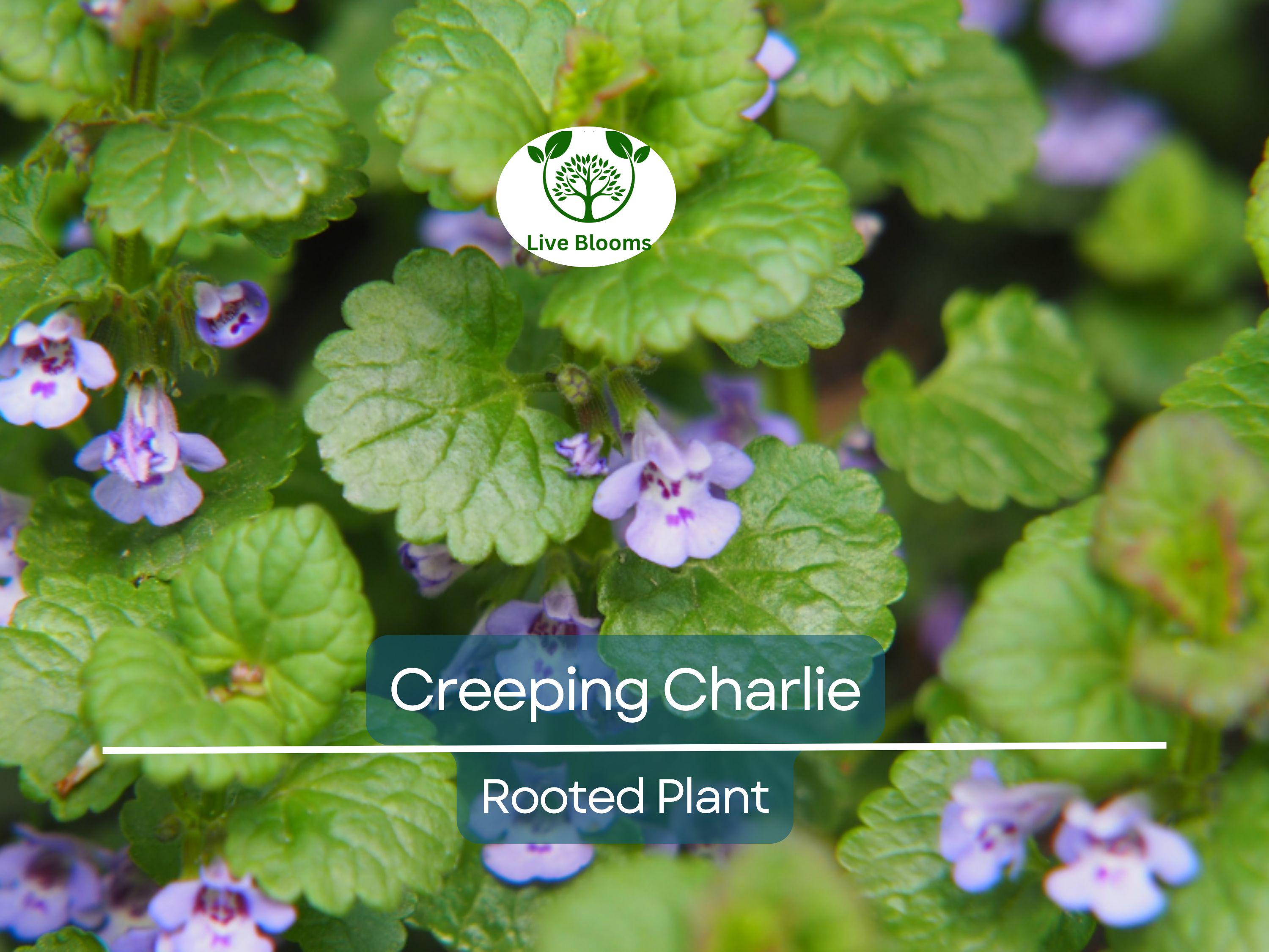 1 Creeping Charlie Friendship Plant - Live Plant, Pilea Nummulariifolia, Ground Cover, Easy Care, Indoor Outdoor, Unique Trailing Vine