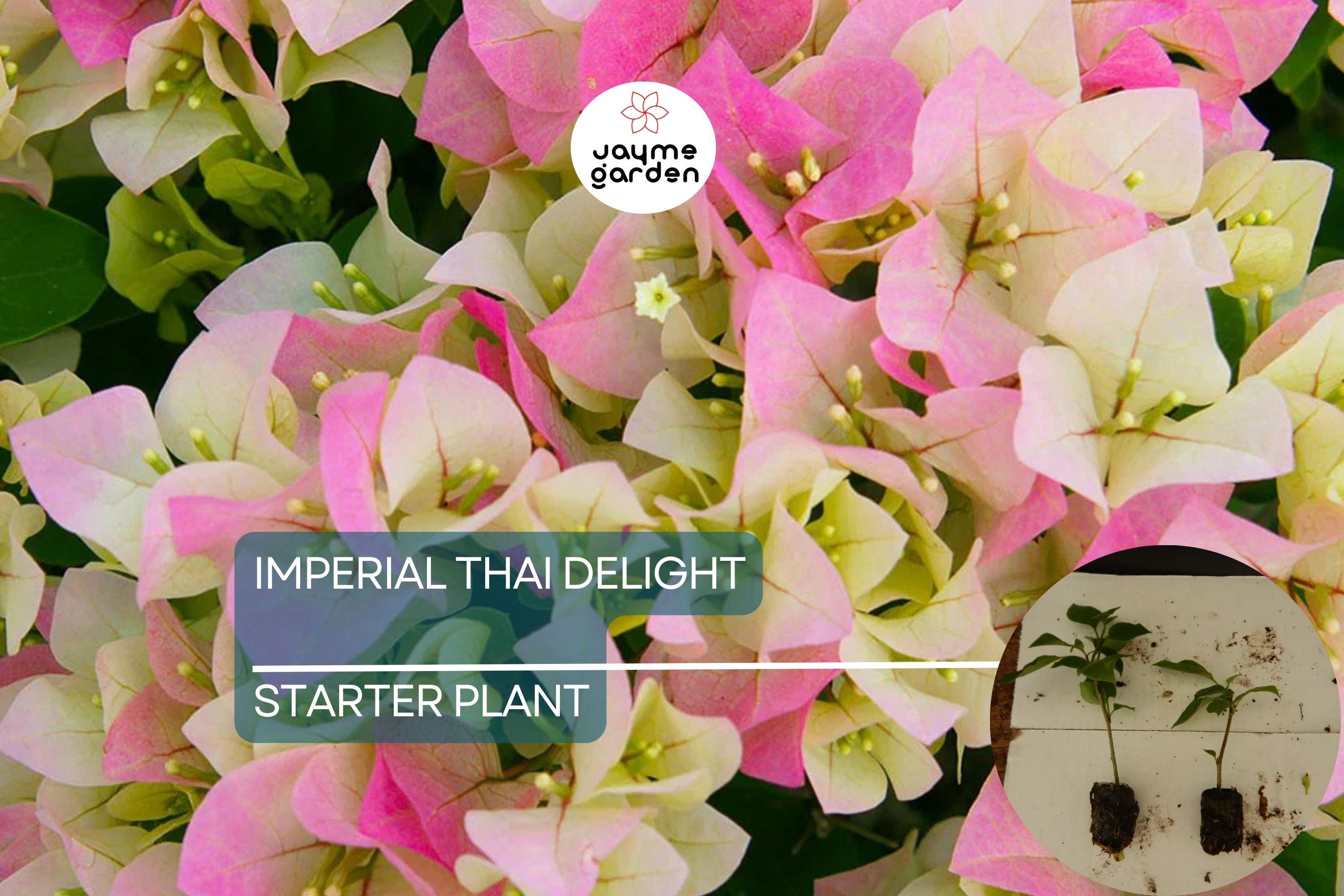Imperial Thai Delight Bougainvillea Starter Plant - Well Rooted Live Plug, Evergreen Shrub, Light Watering, Full Sun, Tropical Beauty