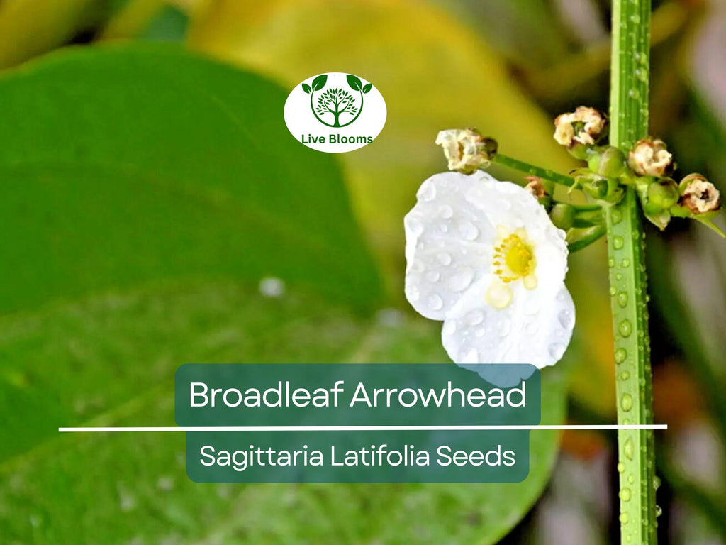 1000 Broadleaf Arrowhead Flower Seeds (Sagittaria Latifolia) | Water Plant, Pond Flower, Native Aquatic Perennial for Gardens