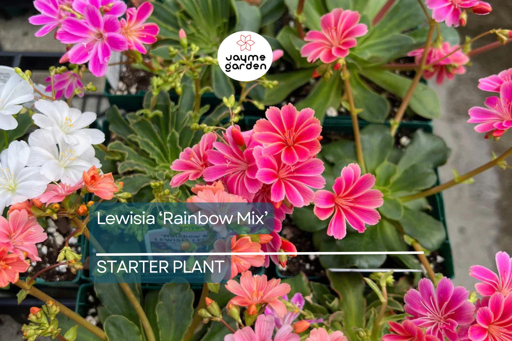 Lewisia 'Rainbow Mix' | Hardy Succulent Starter Plant | Drought-Tolerant Perennial for Rock Gardens & Pots | Free Shipping