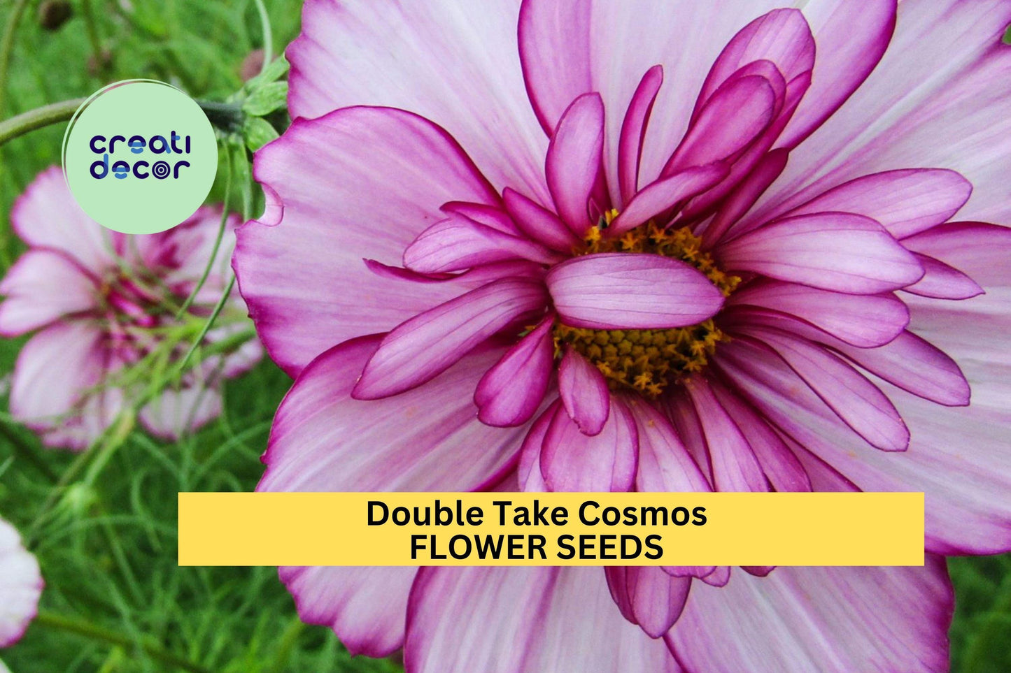 200+ Double Take Cosmos Seeds – Bold Double Blooms in Mixed Colors for Garden Planting, Long-Blooming Annuals – USA