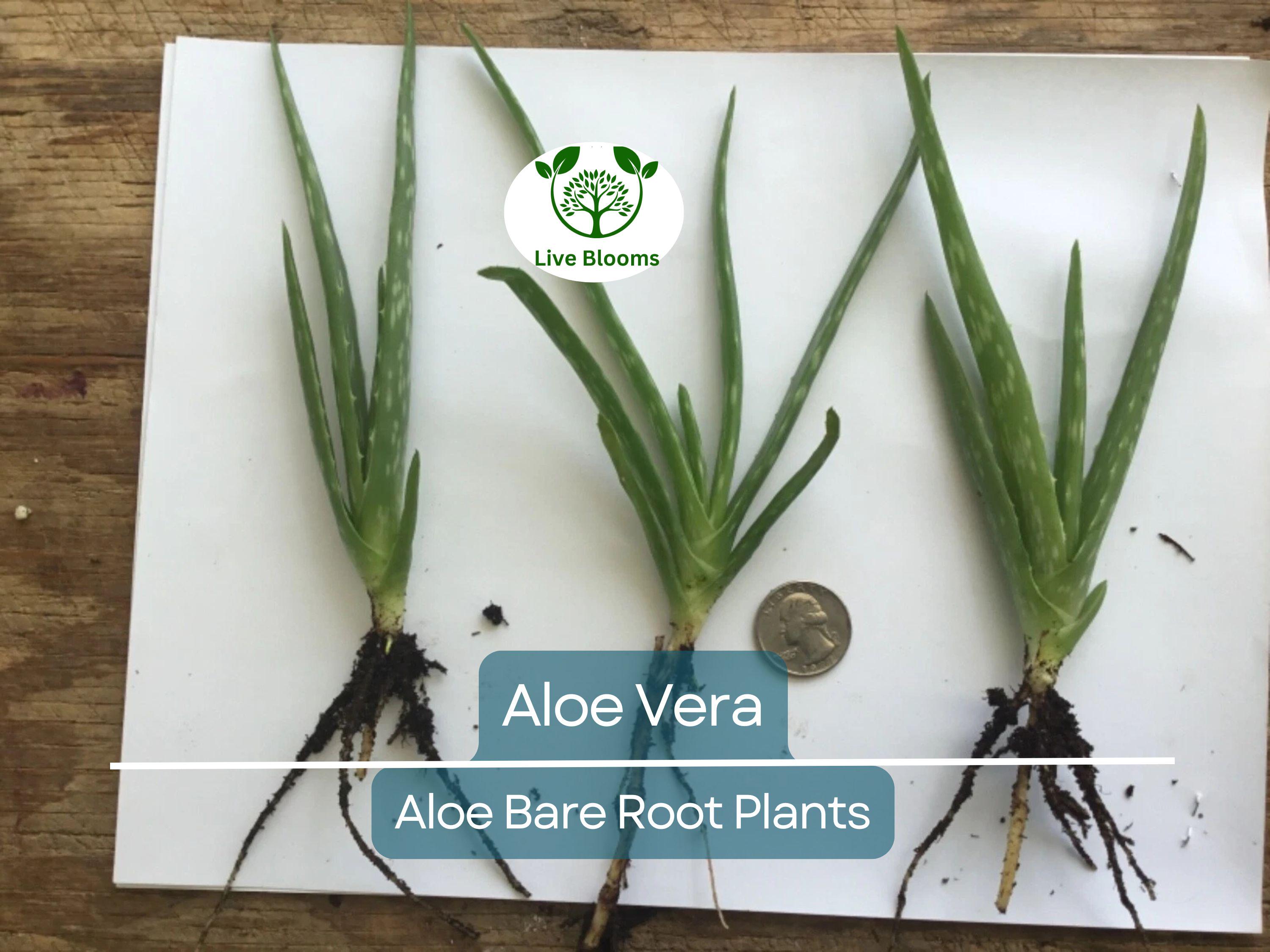 2 Organic Aloe Vera Plants – Live Bare Rooted – Succulent – Easy Care & Ready to Plant – Heirloom, Healthy Roots