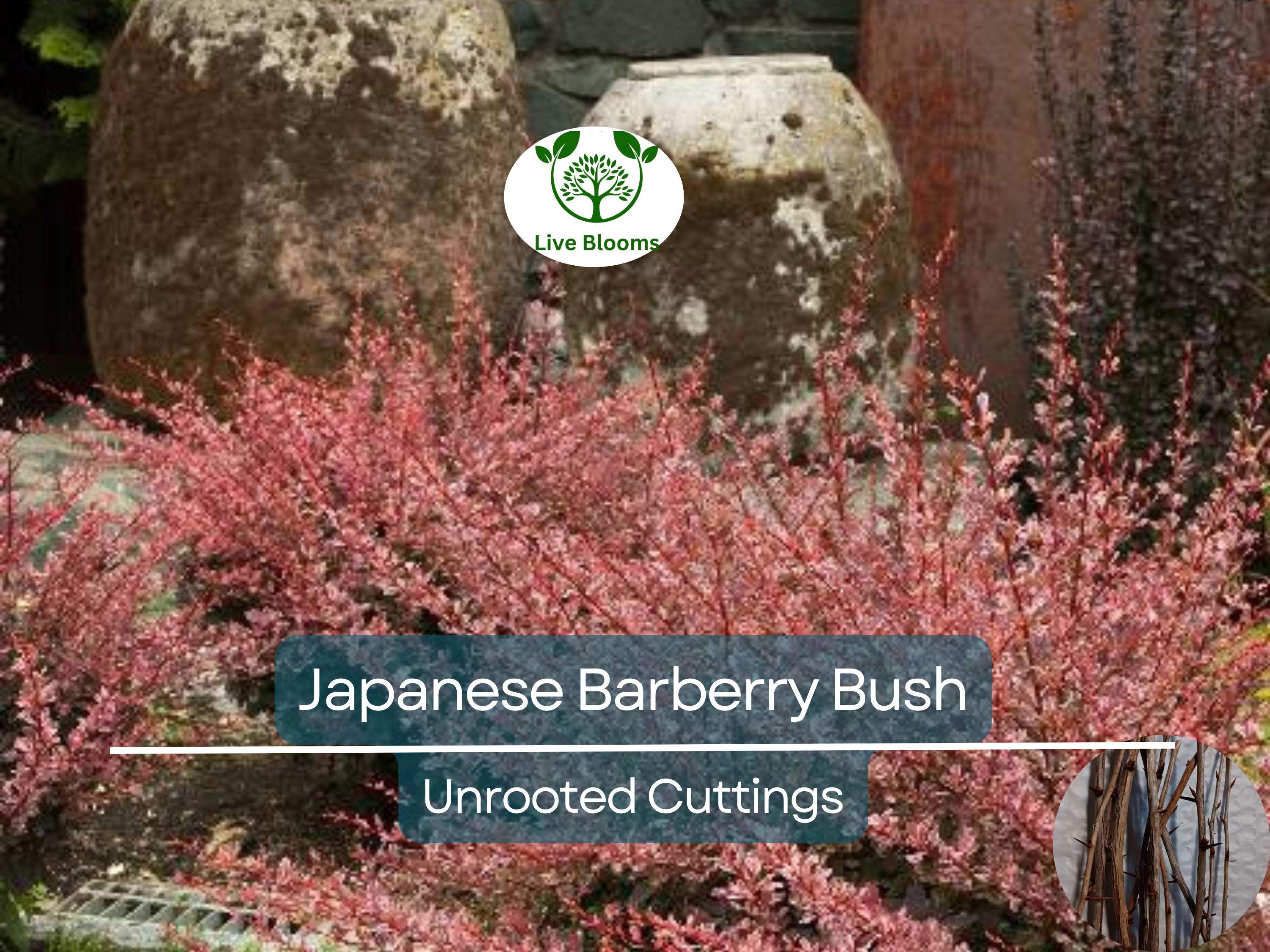 6 Japanese Barberry Bush Cuttings, Berberis Thunbergii Edible Berries, Organic Unrooted 6-9" - Easy to Grow, Hardy, Fruitful Shrub