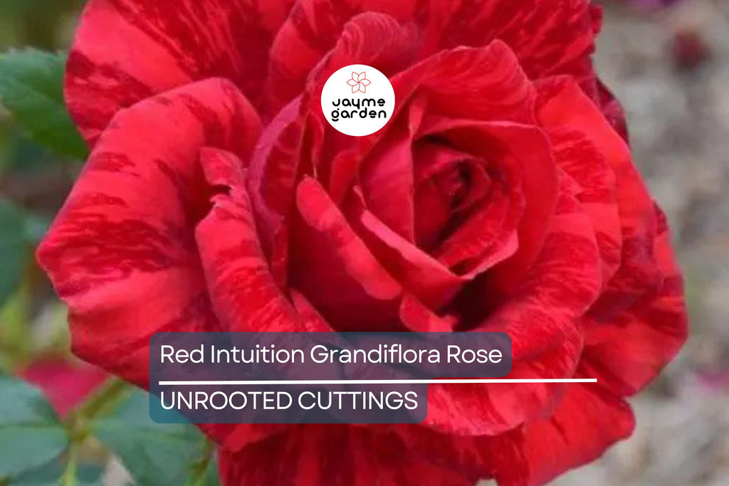 SUPER RARE Red Intuition Grandiflora Rose – 3 Unrooted Cuttings for Rooting or Grafting – Vibrant Blooms, Easy to Grow
