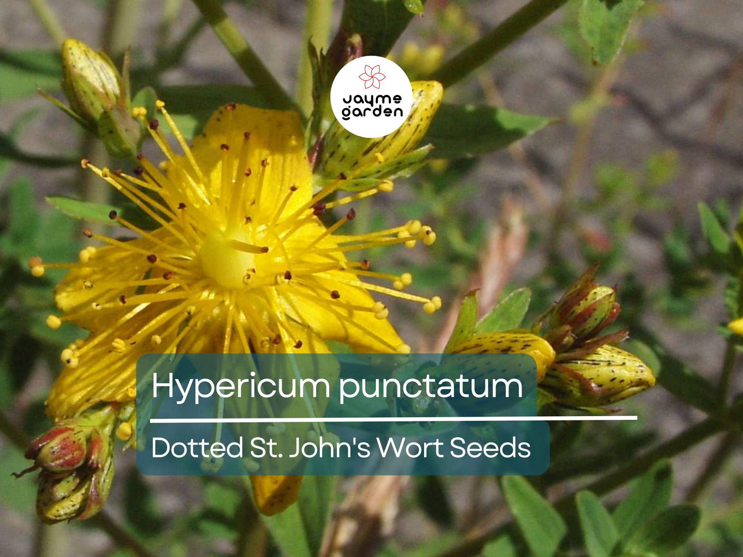 500 Seeds Hypericum Punctatum | Dotted St. John's Wort for Planting | Native Perennial Wildflower | Yellow Pollinator Plant | Medicinal Herb