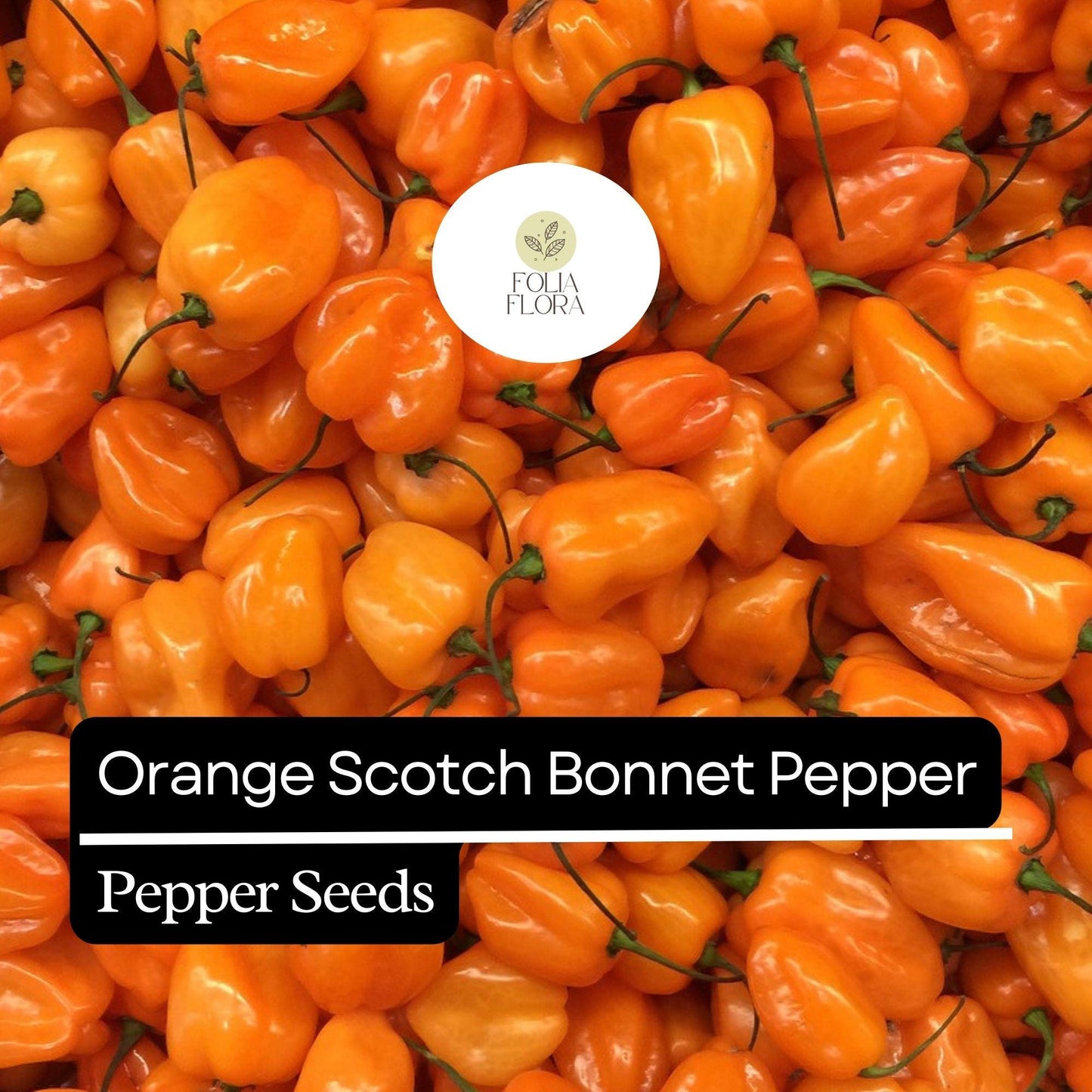 20 Orange Scotch Bonnet Pepper Seeds – Heirloom, Hot & Spicy – Non-GMO, Fresh Seeds