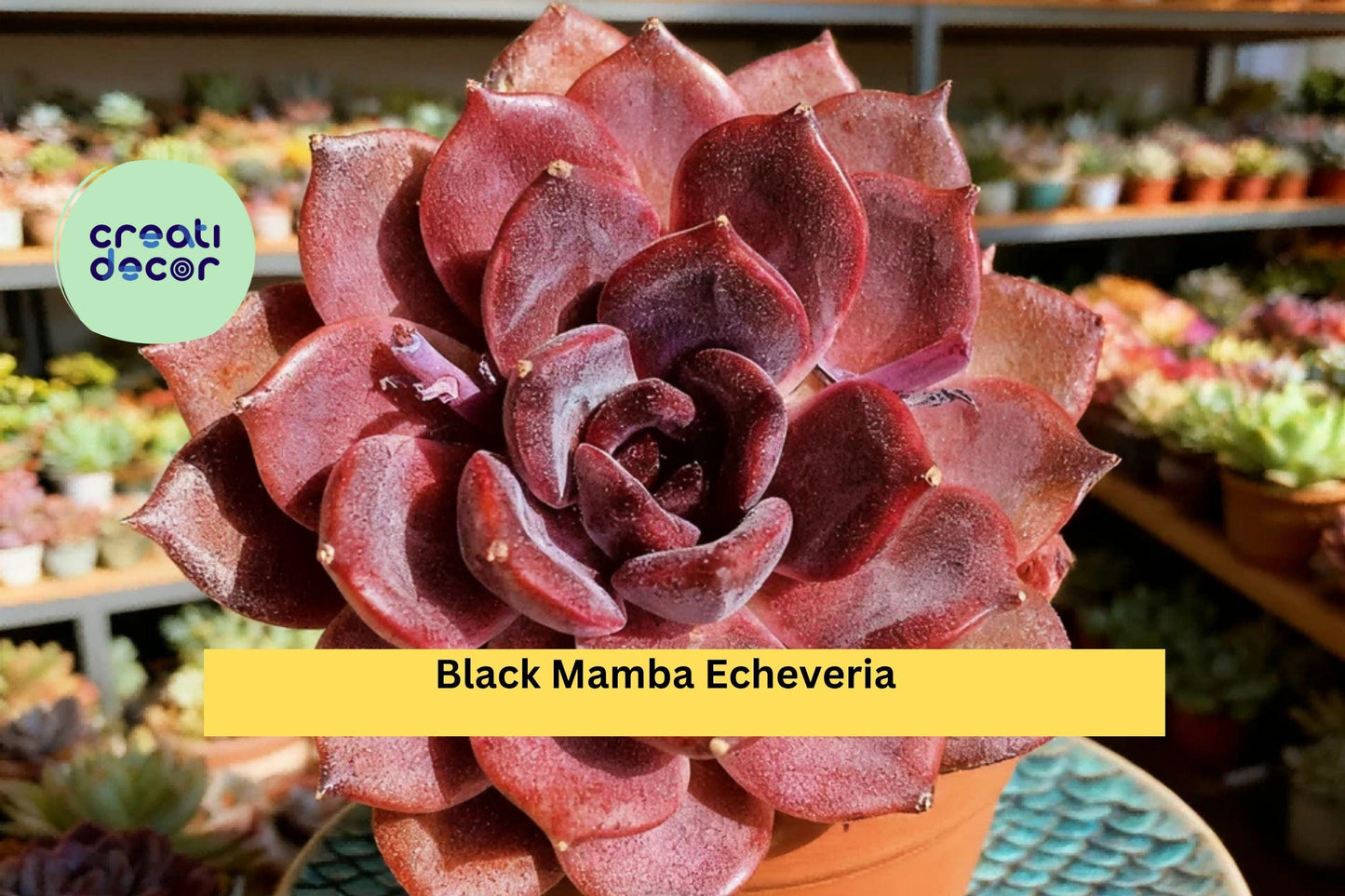 Small Echeveria Black Mamba – Rare Succulent Live Plant, Bare Root Starter, Deep Purple Rosette, Easy Care Indoor or Outdoor