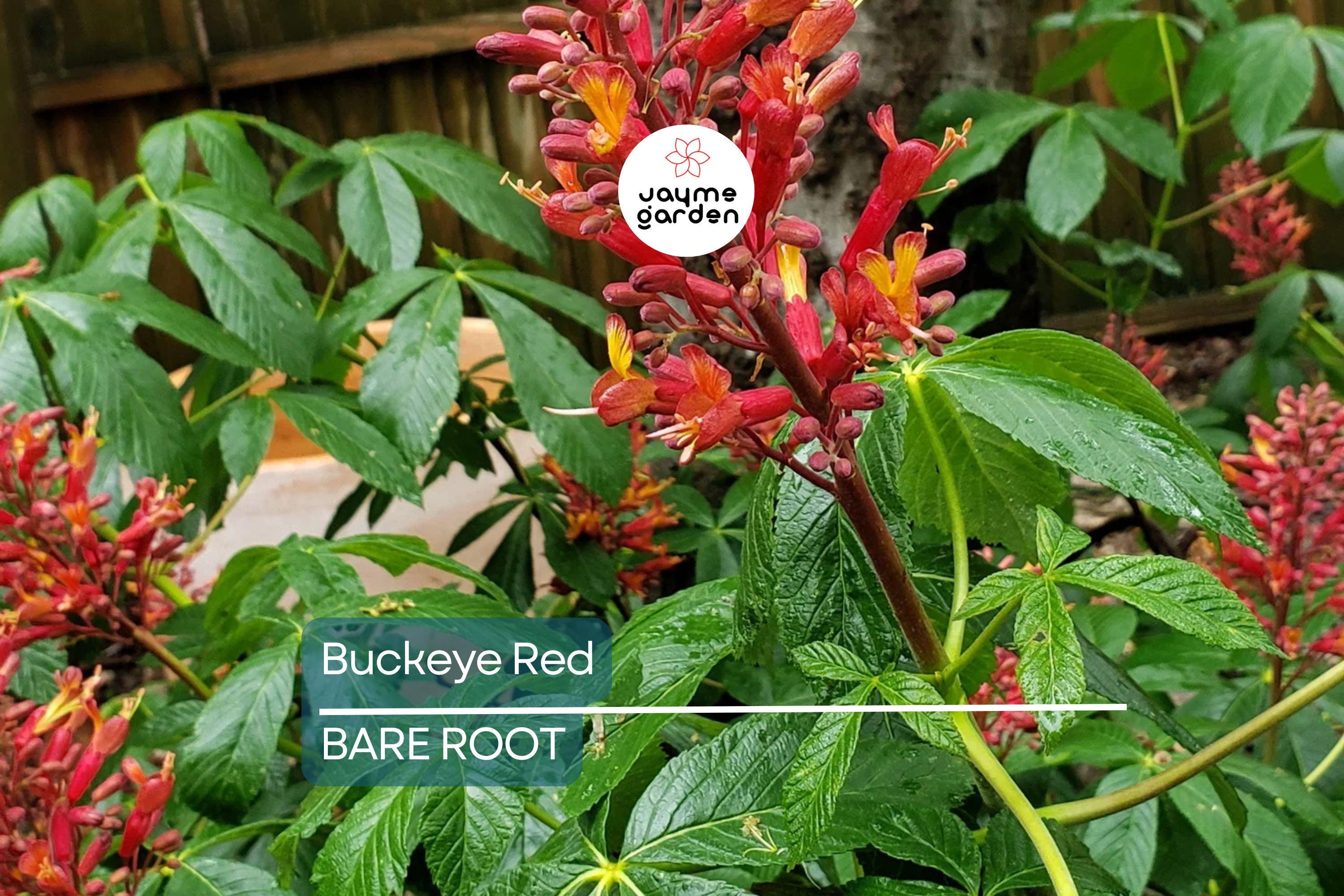 2 Buckeye Red Tree Bare-root, Stunning Red Spring Blooms, Oval Shape, Great Specimen Tree, Early Foliage, Zones 4-8