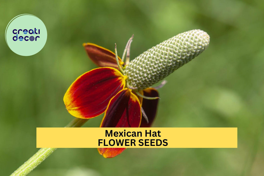 3pcs of 100mg Mexican Hat Seeds – Vibrant Red-Yellow Wildflowers for Pollinator, Meadow, and Prairie Garden Planting Seeds for Planting