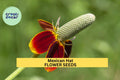 3pcs of 100mg Mexican Hat Seeds – Vibrant Red-Yellow Wildflowers for Pollinator, Meadow, and Prairie Garden Planting Seeds for Planting