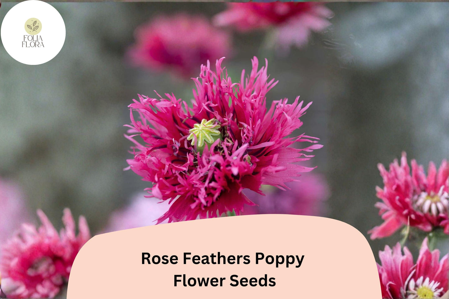 200+ Rose Feathers Poppy Seeds for Garden Planting – Soft Pink Feathery Blooms, Easy to Grow Perennial Wildflower