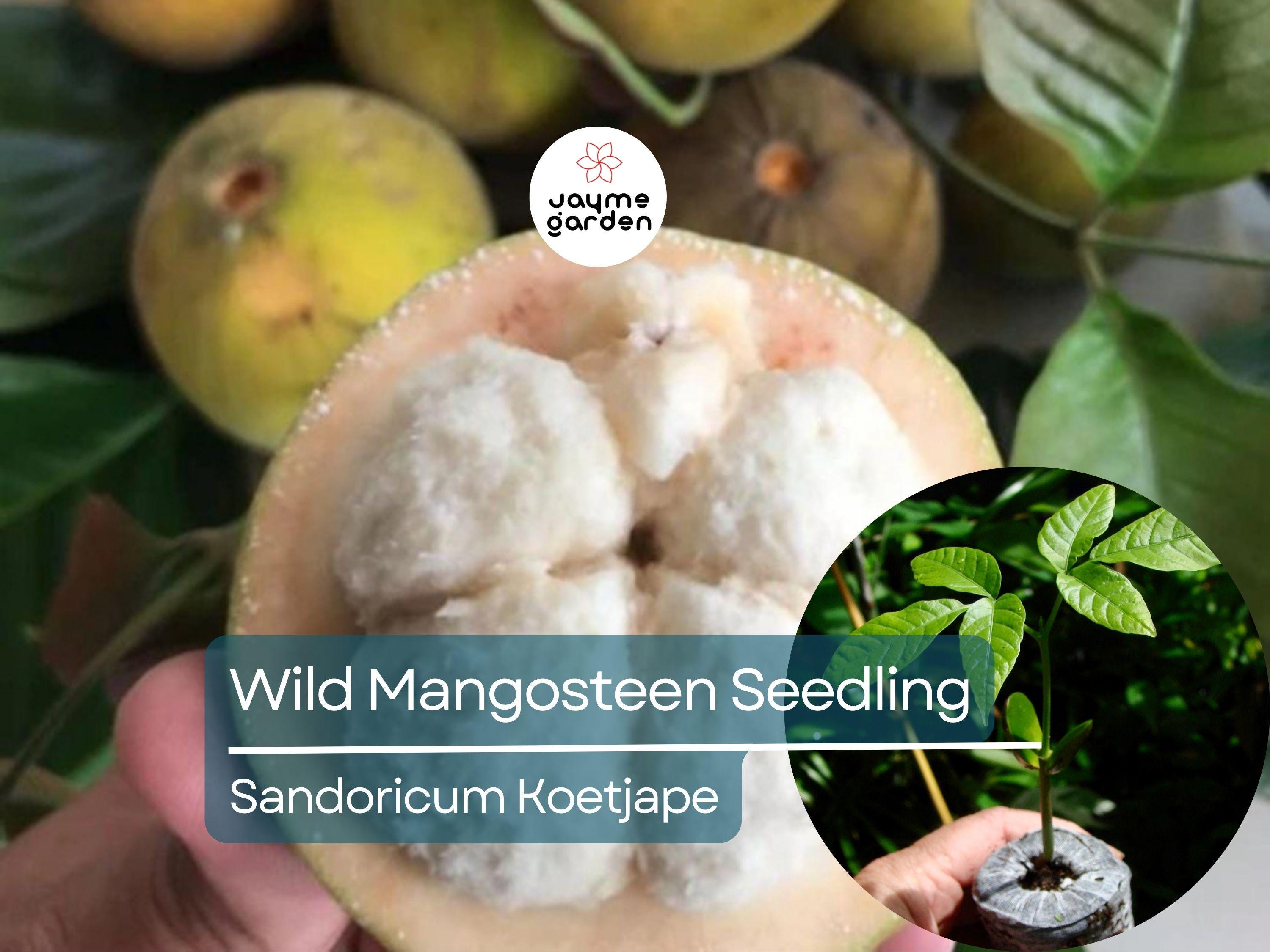 Wild Mangosteen Seedling - Sandoricum Koetjape - Live Tropical Fruit Tree 1’-2’ Tall, Cotton Fruit Starter Plant, Southeast Asian Fruit