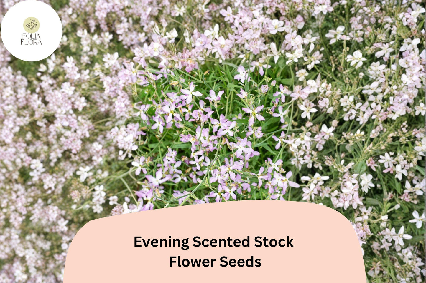 Evening Scented Stock Seeds – 100 Matthiola longipetala | Fragrant Night-Blooming Garden Flower