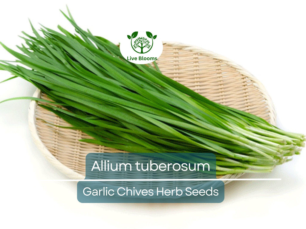 100 Garlic Chives Seeds for Planting - Allium tuberosum - Fresh, Aromatic Herb for Cooking, Garden, & Asian Dishes, Easy to Grow