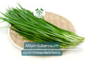 100 Garlic Chives Seeds for Planting - Allium tuberosum - Fresh, Aromatic Herb for Cooking, Garden, & Asian Dishes, Easy to Grow
