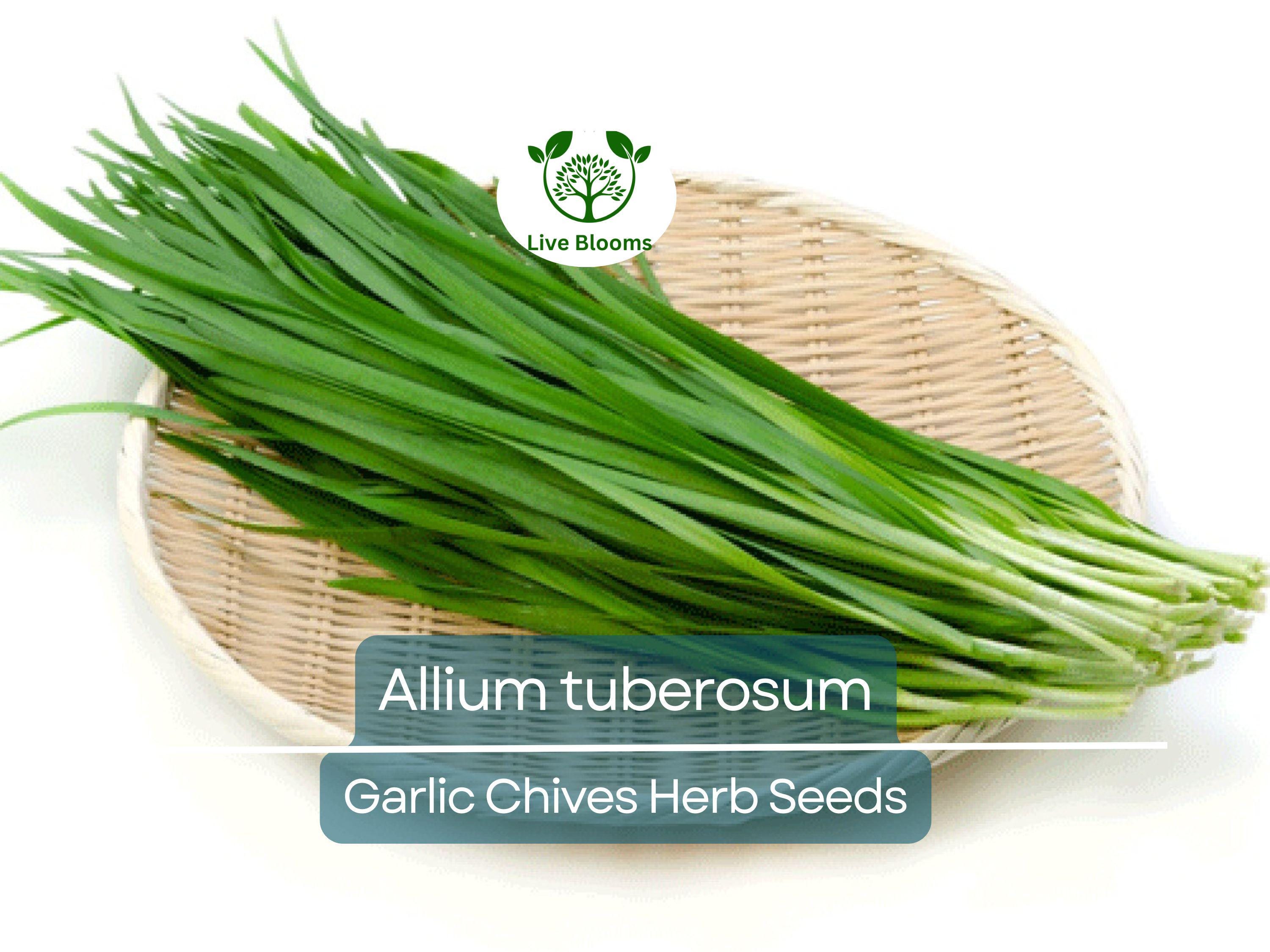 100 Garlic Chives Seeds for Planting - Allium tuberosum - Fresh, Aromatic Herb for Cooking, Garden, & Asian Dishes, Easy to Grow