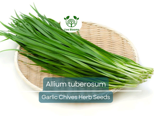 100 Garlic Chives Seeds for Planting - Allium tuberosum - Fresh, Aromatic Herb for Cooking, Garden, & Asian Dishes, Easy to Grow