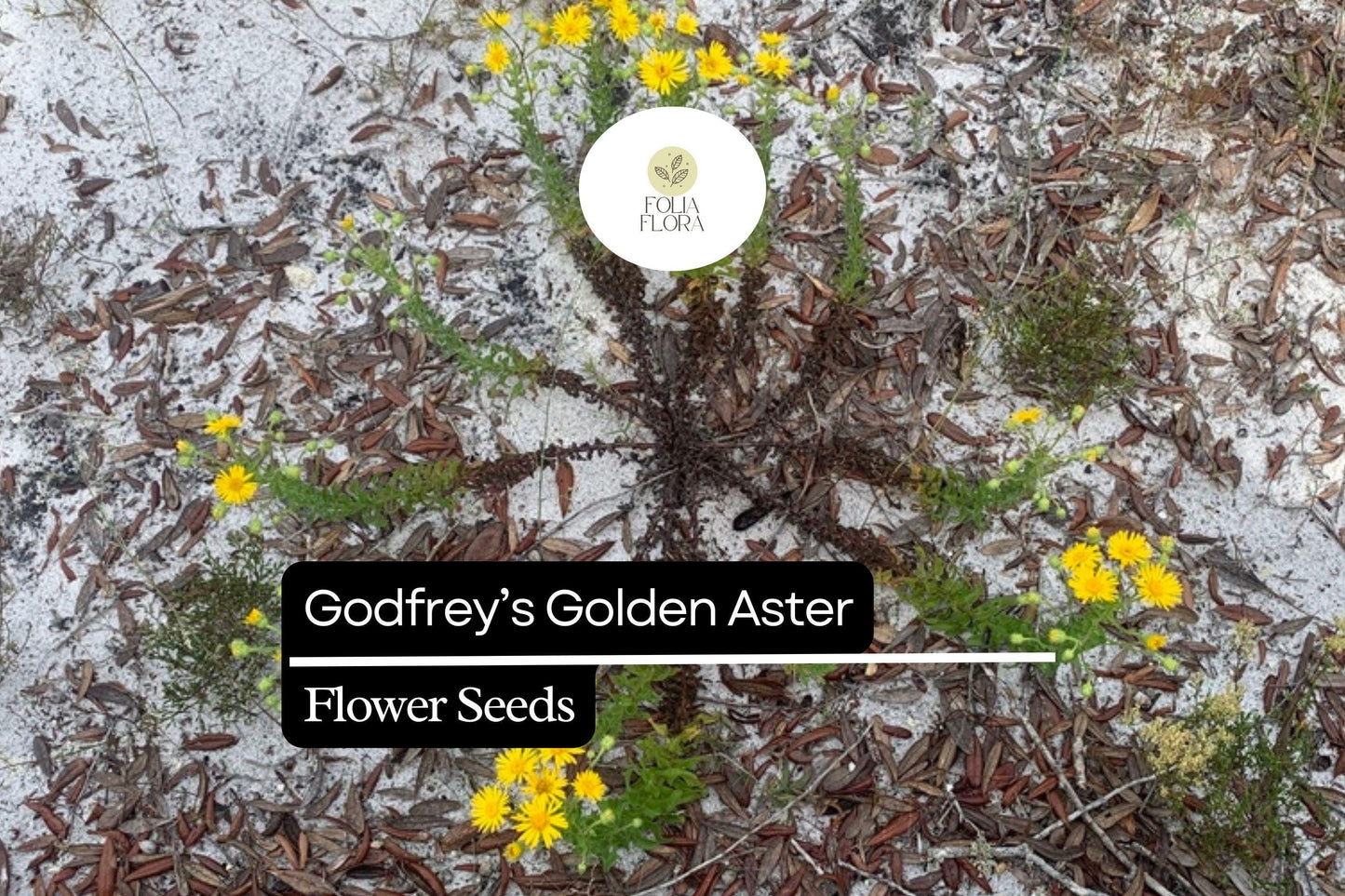 25 Godfrey’s Golden Aster Seeds | Chrysopsis godfreyi | Native Wildflower for Bees & Butterflies | Golden Florida Blooms