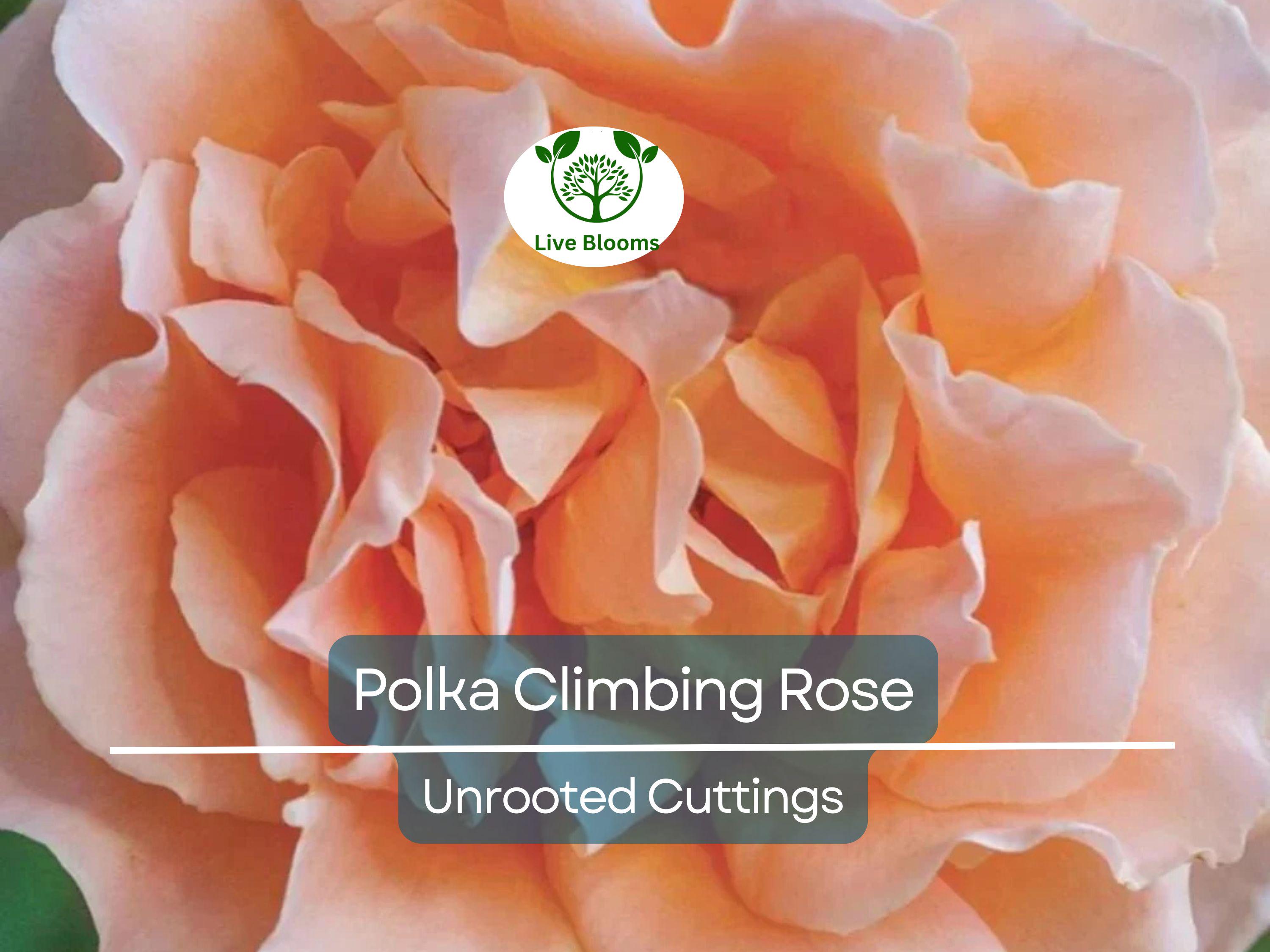 3 Polka Climbing Rose Apricot Unrooted Cuttings Live Fresh, Beautiful Blooming Rose Bush, Perfect for Trellis, Garden, Organic Rose Planting