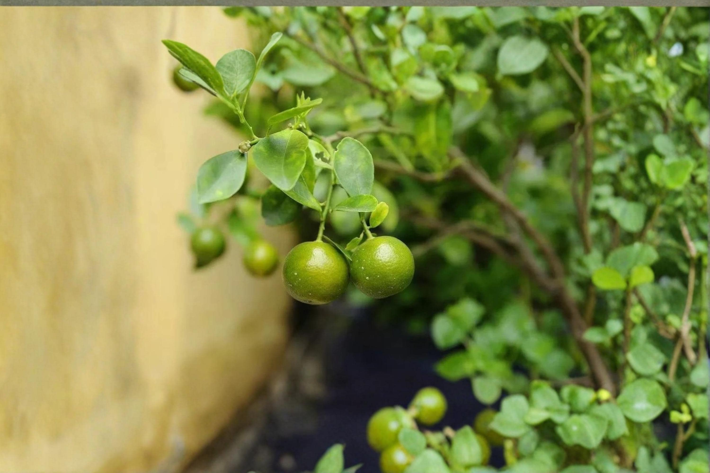 Green Kumquat 5 Seeds (Citrus japonica) Kumquat Citrus Seeds