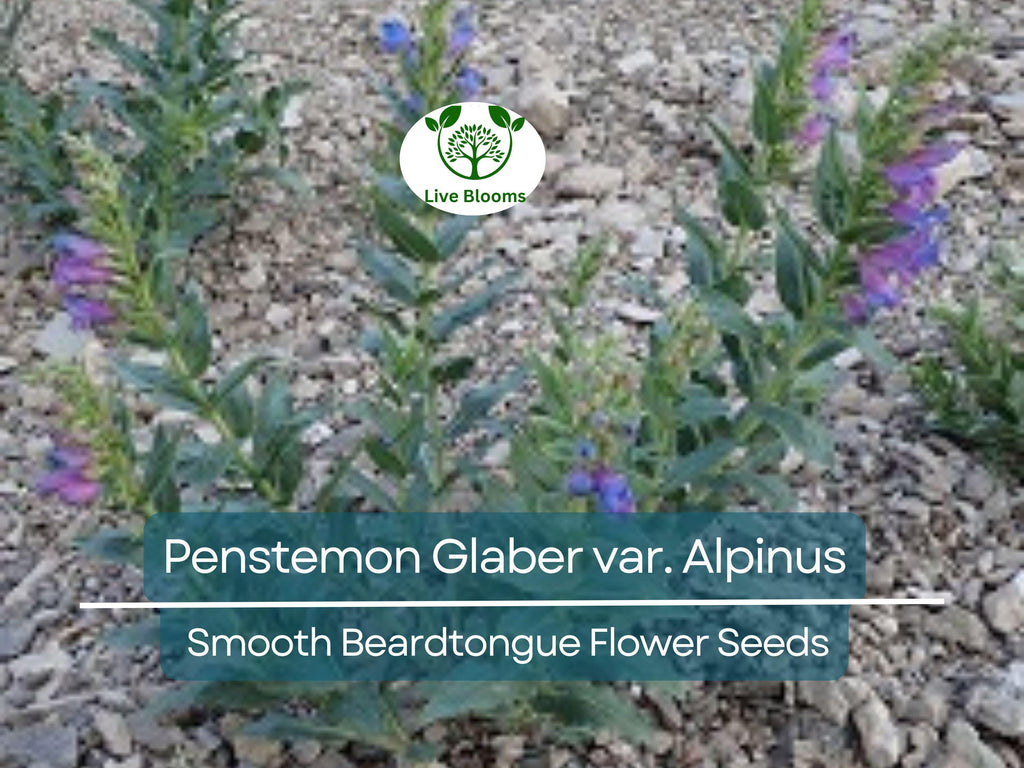100 mg Seeds Penstemon Glaber var. Alpinus (Smooth Beardtongue) for Planting | Hardy Alpine Perennial Wildflower for Gardens