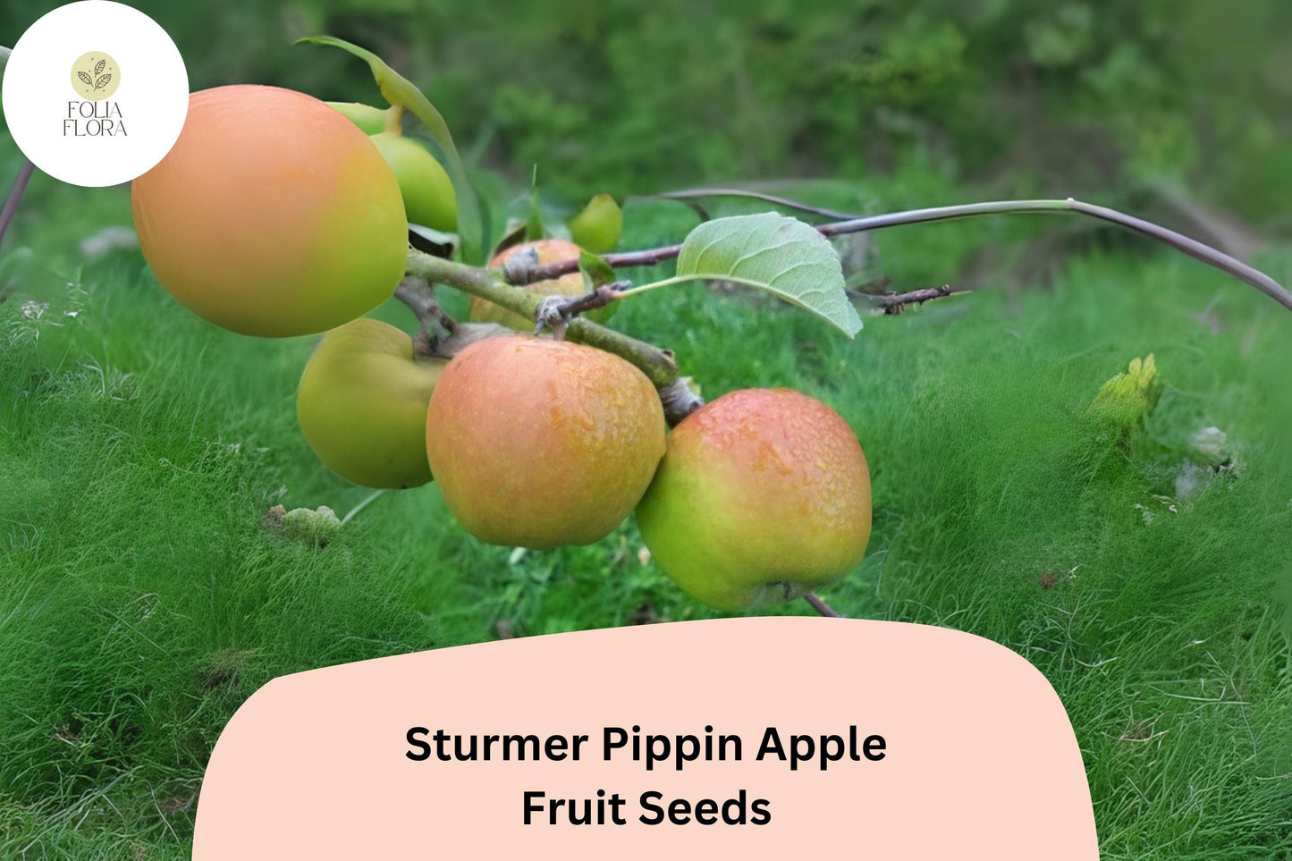 25+ Sturmer Pippin Apple Seeds | Malus domestica | Heirloom English Apple | Late-Ripening Long Storage Variety