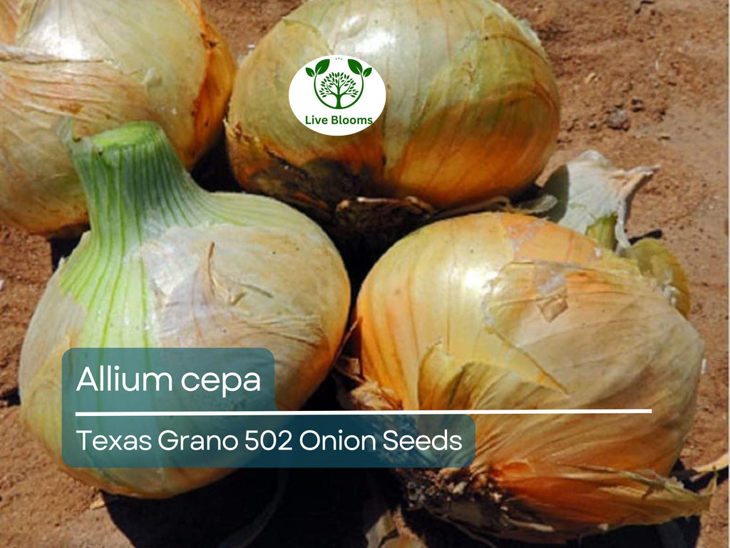 250 mg Texas Grano 502 Onion Seeds - Allium cepa | Heirloom Sweet Onion for Planting, Gardening & Harvest | Mild, Large Bulbs