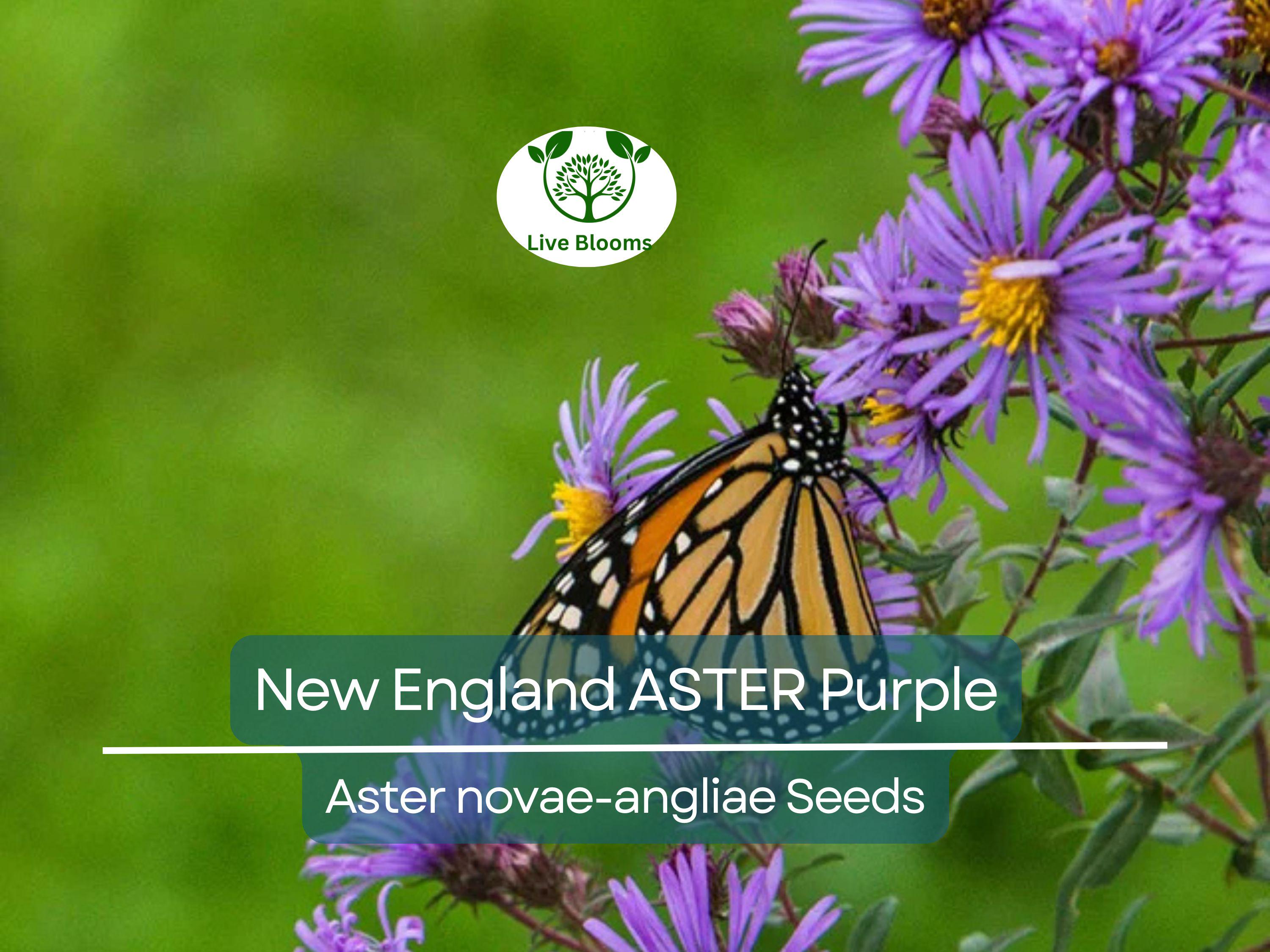 500 Seeds New England ASTER Purple, Perennial, Heirloom, Fall Planting, Non-GMO, Attracts Pollinators, Beautiful Purple Blooms
