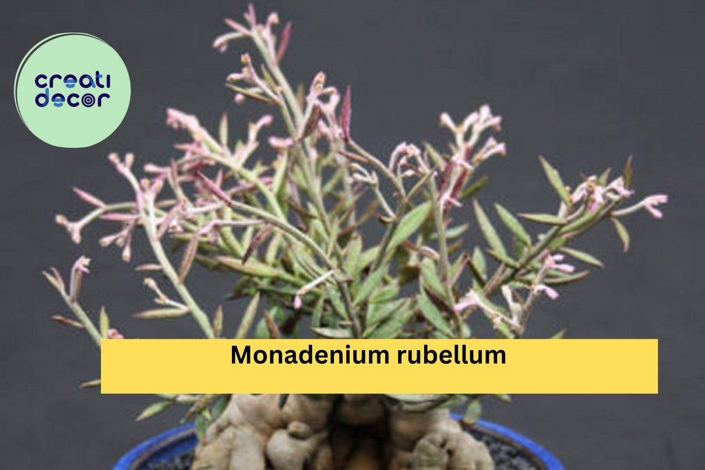 Monadenium Rubellum Rooted Cutting – Rare Caudex Euphorbia Bonsai Starter, Exotic Succulent Plant for Collectors