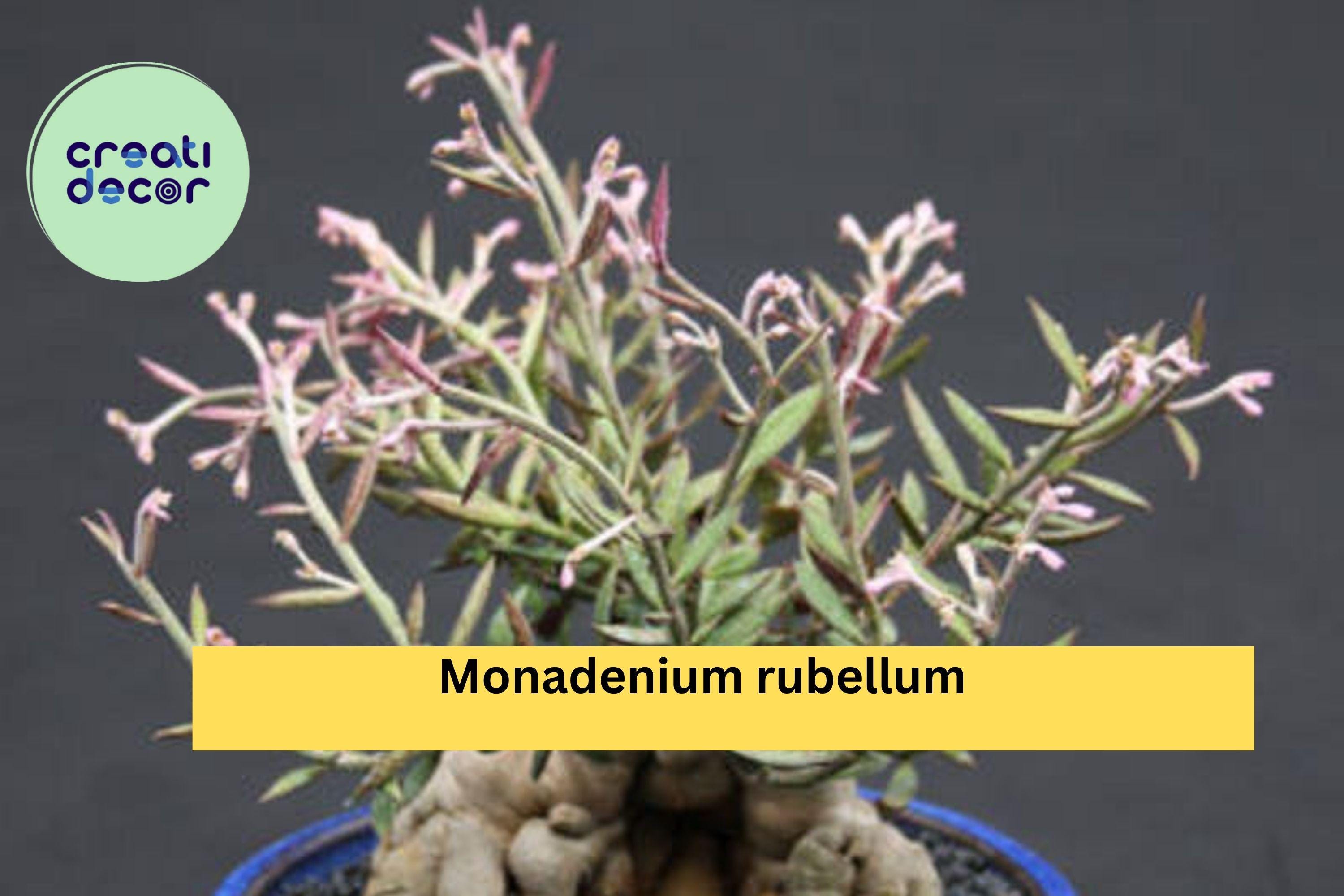 Monadenium Rubellum Rooted Cutting – Rare Caudex Euphorbia Bonsai Starter, Exotic Succulent Plant for Collectors