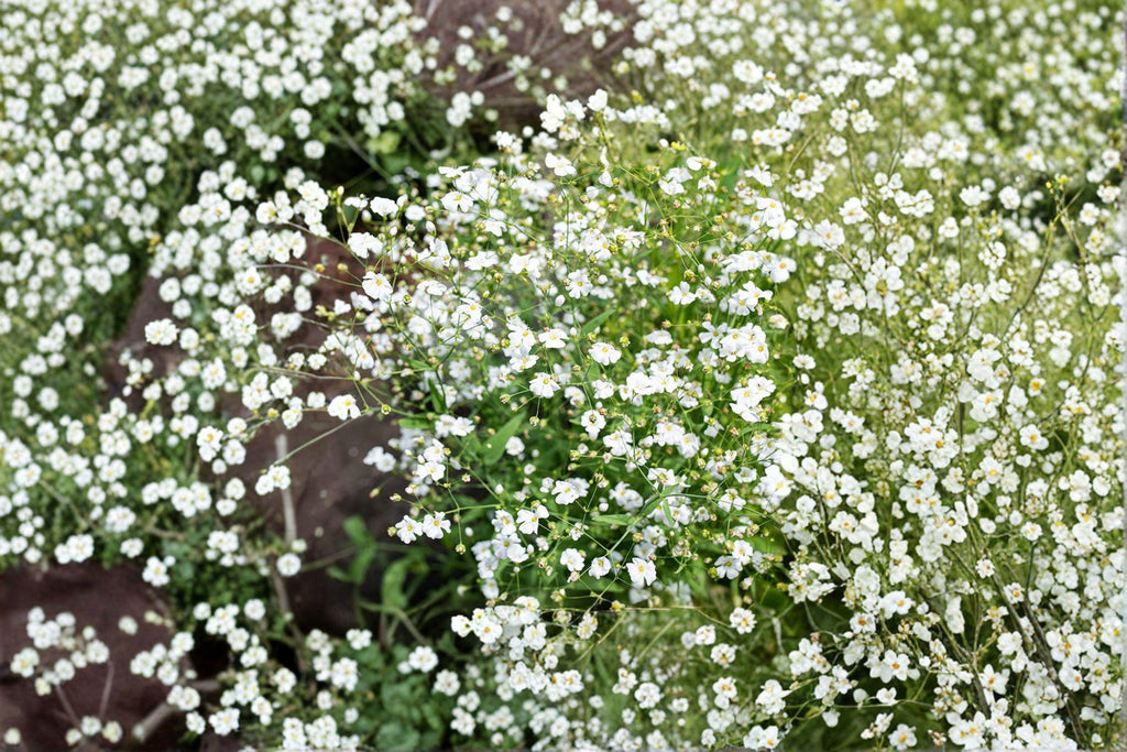 Baby’s Breath – Gypsophila elegans 100 Seeds | Covent Garden White | Delicate Annual Blooms | Cut Flower Favorite