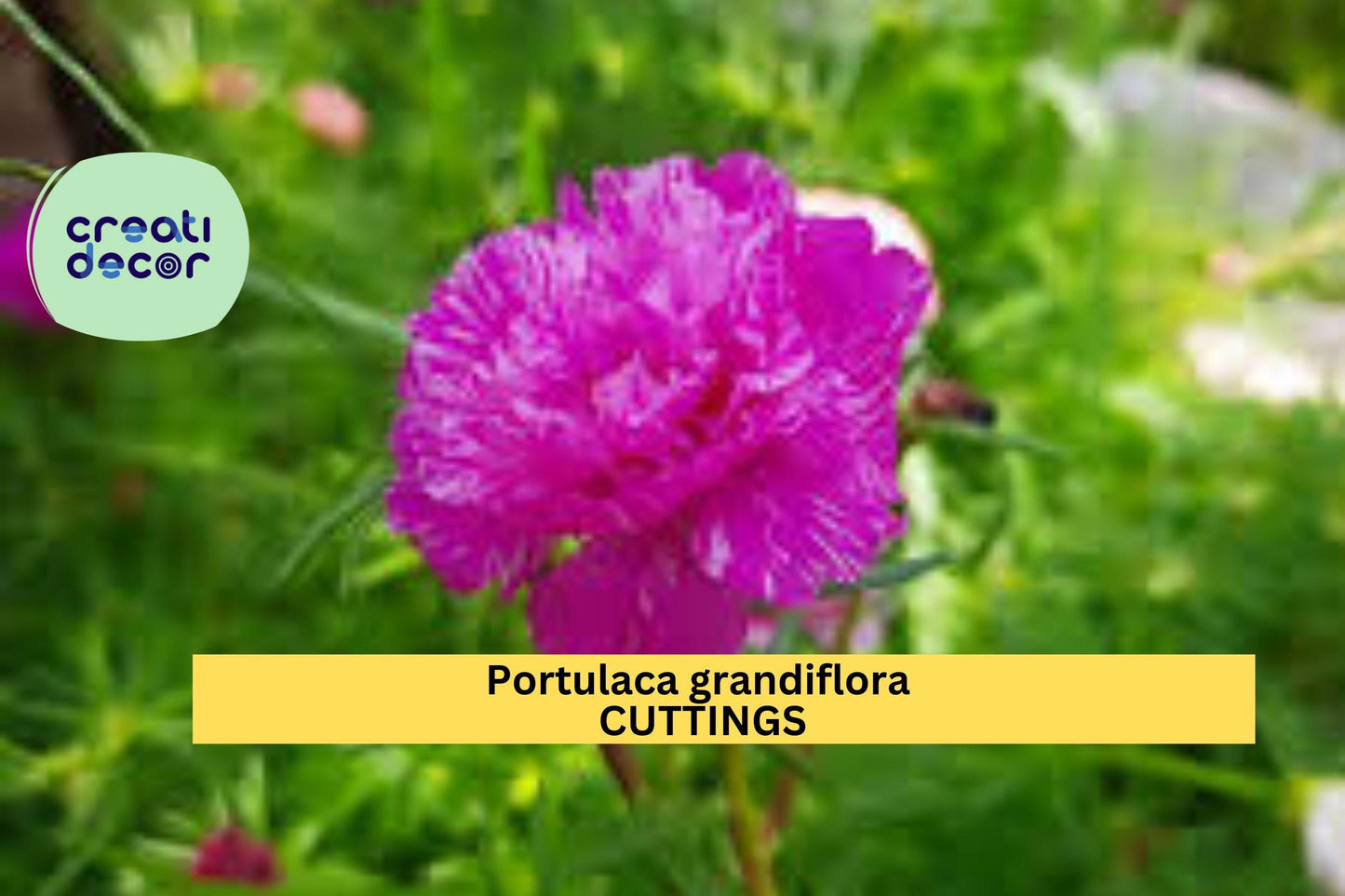 1 Purple Batik Portulaca Cuttings | Moss Rose Grandiflora | Rare New Color | Unrooted Succulent Starter | Fast Blooming Ground Cover