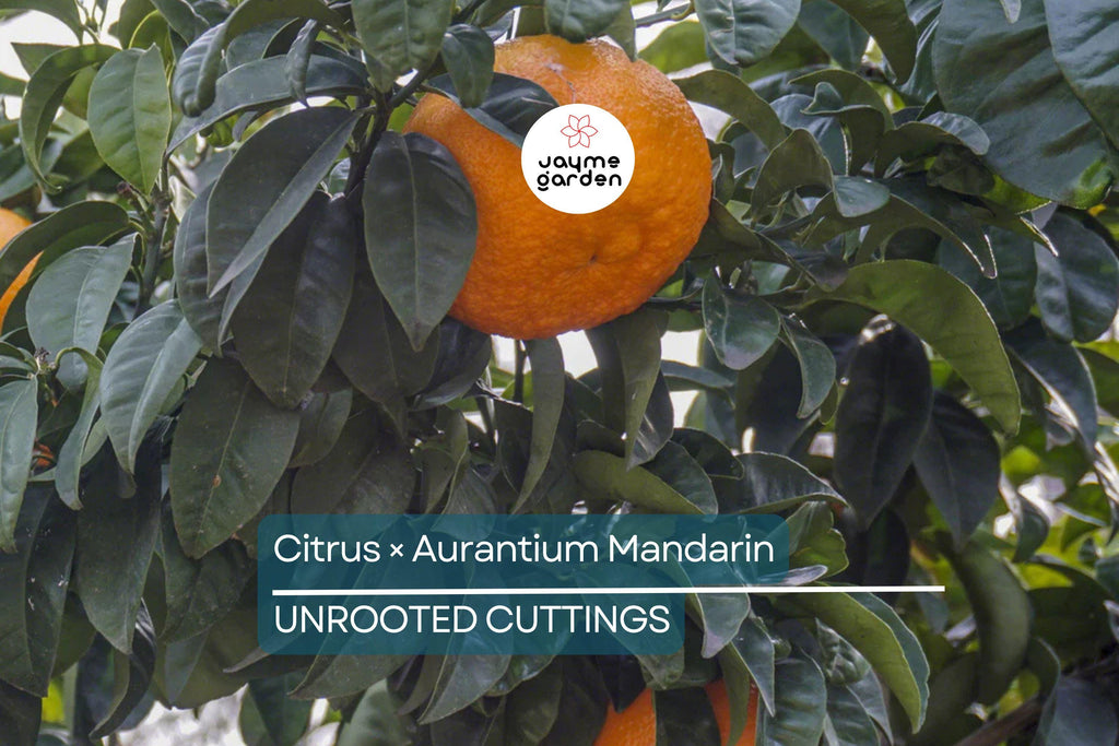 5 Unroot Cuttings Citrus × Aurantium Pixie Mandarin Orange Edible Sweet Fruit, Fast-Growing, USDA Zones 9-11, Organic