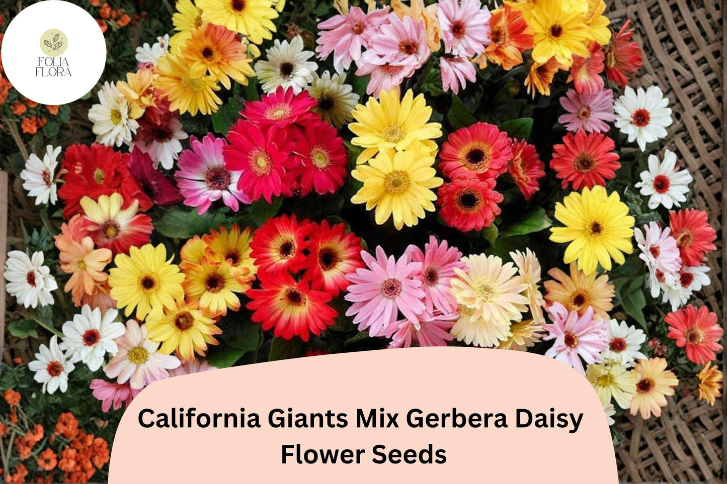 200+ California Giants Mix Gerbera Daisy Seeds | Gerbera jamesonii | Bright Mixed Colors for Pots & Garden Borders