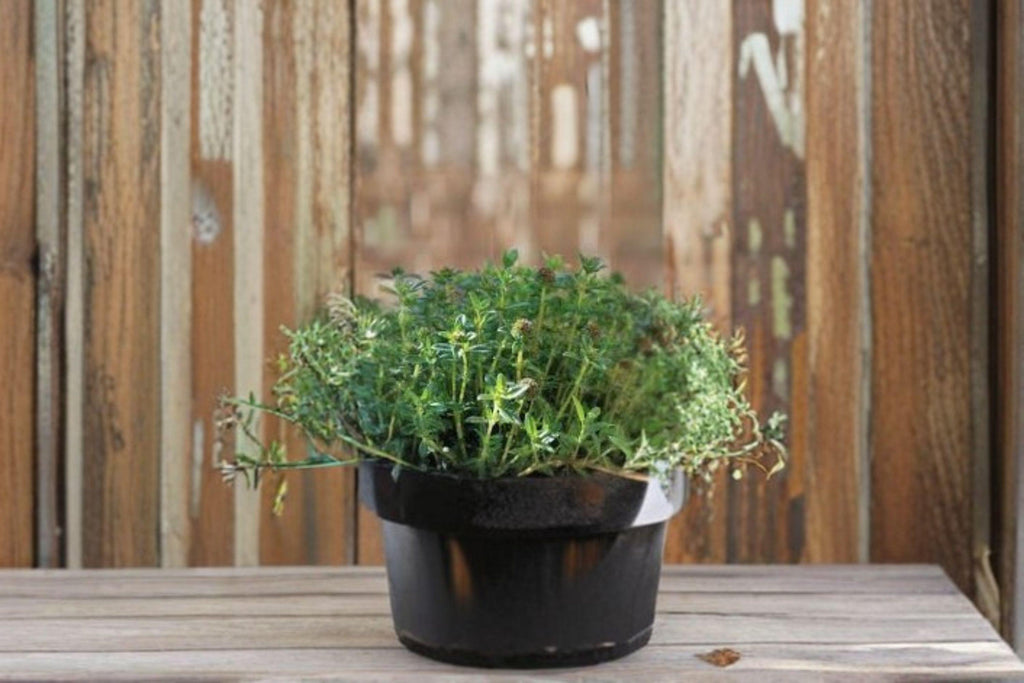 Summer Savory 500 or 1000 Seeds | Classic Culinary Herb | Peppery Flavor | Easy Annual Herb
