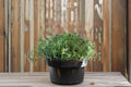 Summer Savory 500 or 1000 Seeds | Classic Culinary Herb | Peppery Flavor | Easy Annual Herb