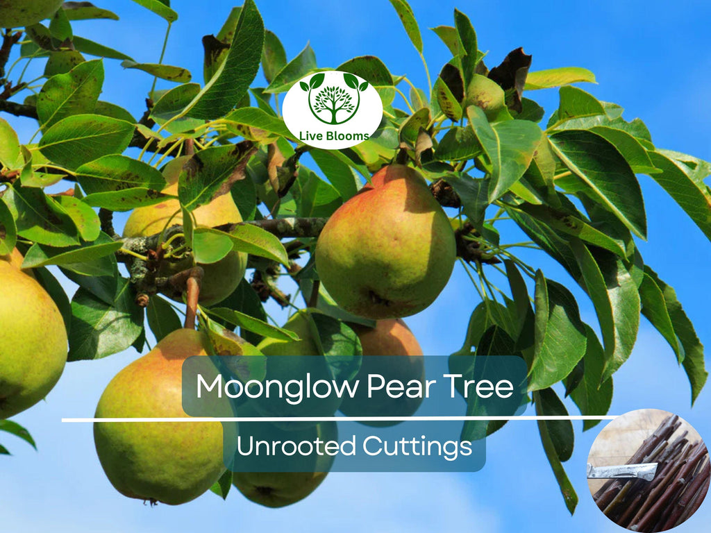 3 Moonglow Pear Tree Scions, Unrooted Cuttings 10-12 Inches for Grafting & Rooting – Pyrus communis, Sweet Edible Pear, Fruit Tree