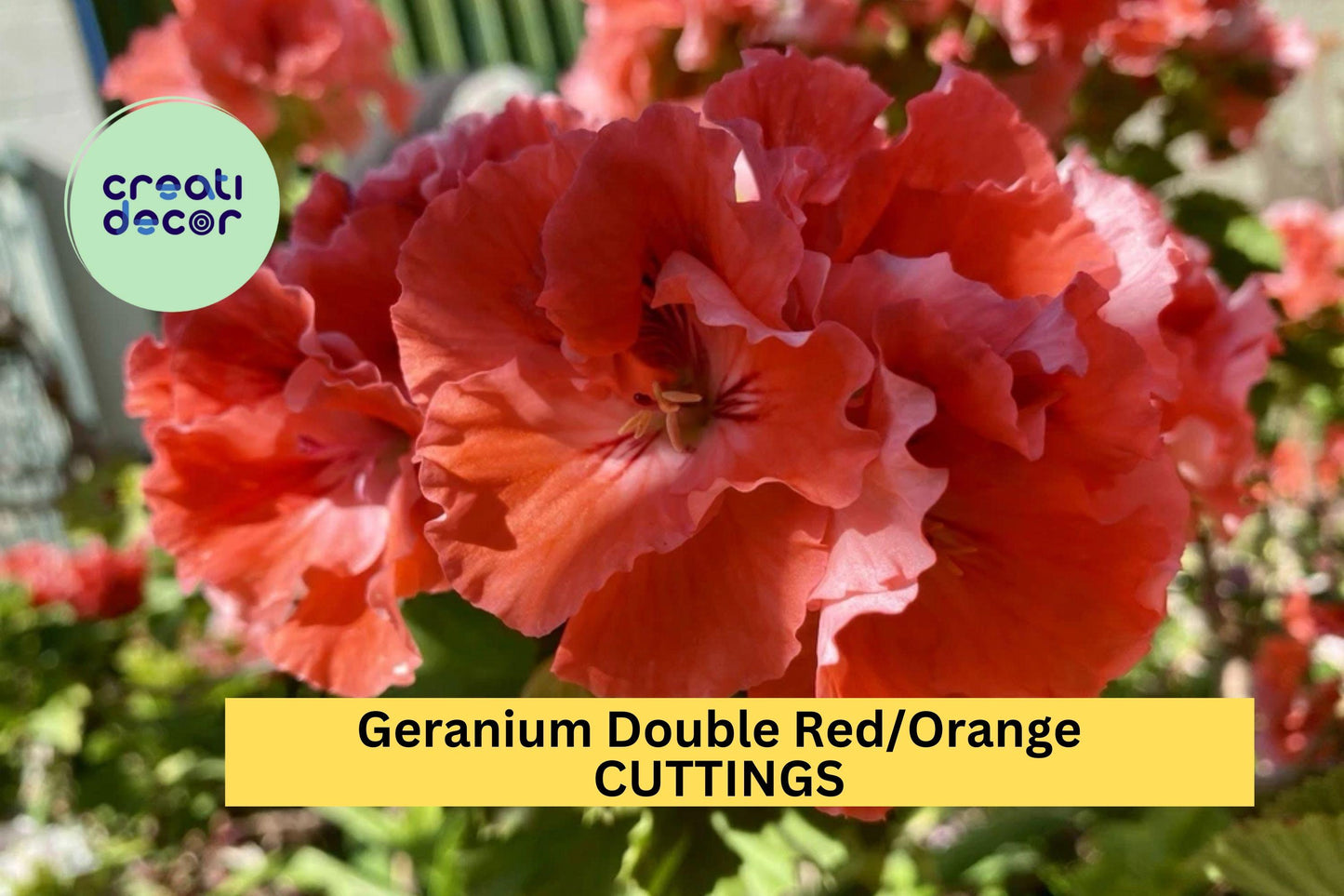 3 Double Red/Orange Geranium Cuttings – Fresh Pelargonium for Rooting, Vibrant Blooms for Pots, Borders & Containers – USA