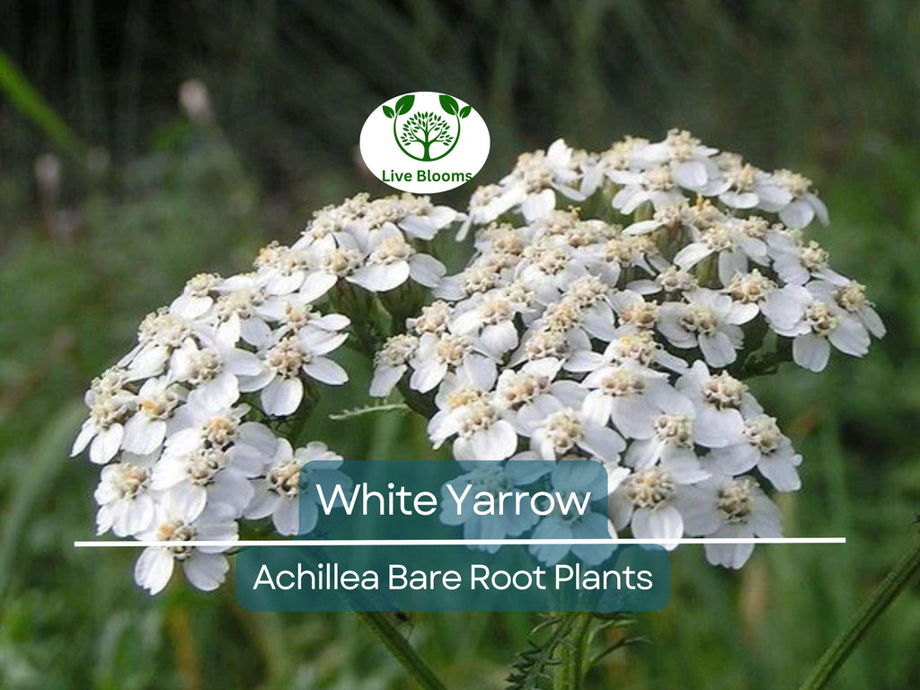 1 White Yarrow Plant – Achillea Millefolium Bare Root Perennial, Herb, Pollinator Friendly, Drought Tolerant Garden Flower